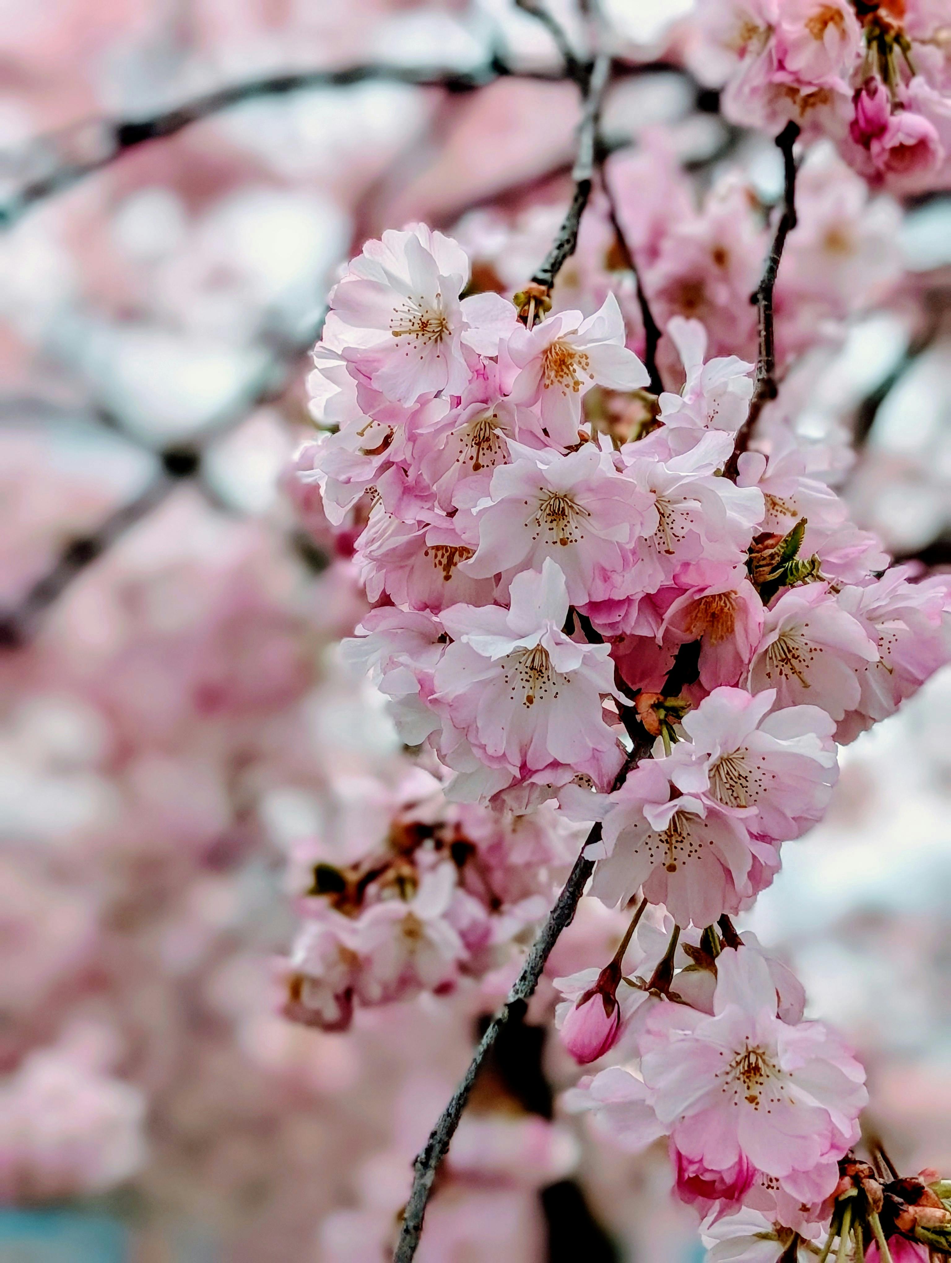 Captivating close-up of pink cherry blossoms in full bloom during spring in München, Germany.