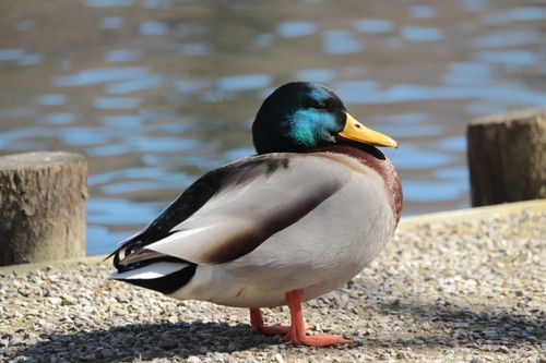 Free Colorful mallard duck resting by the water's edge in Augsburg, Germany. Stock Photo