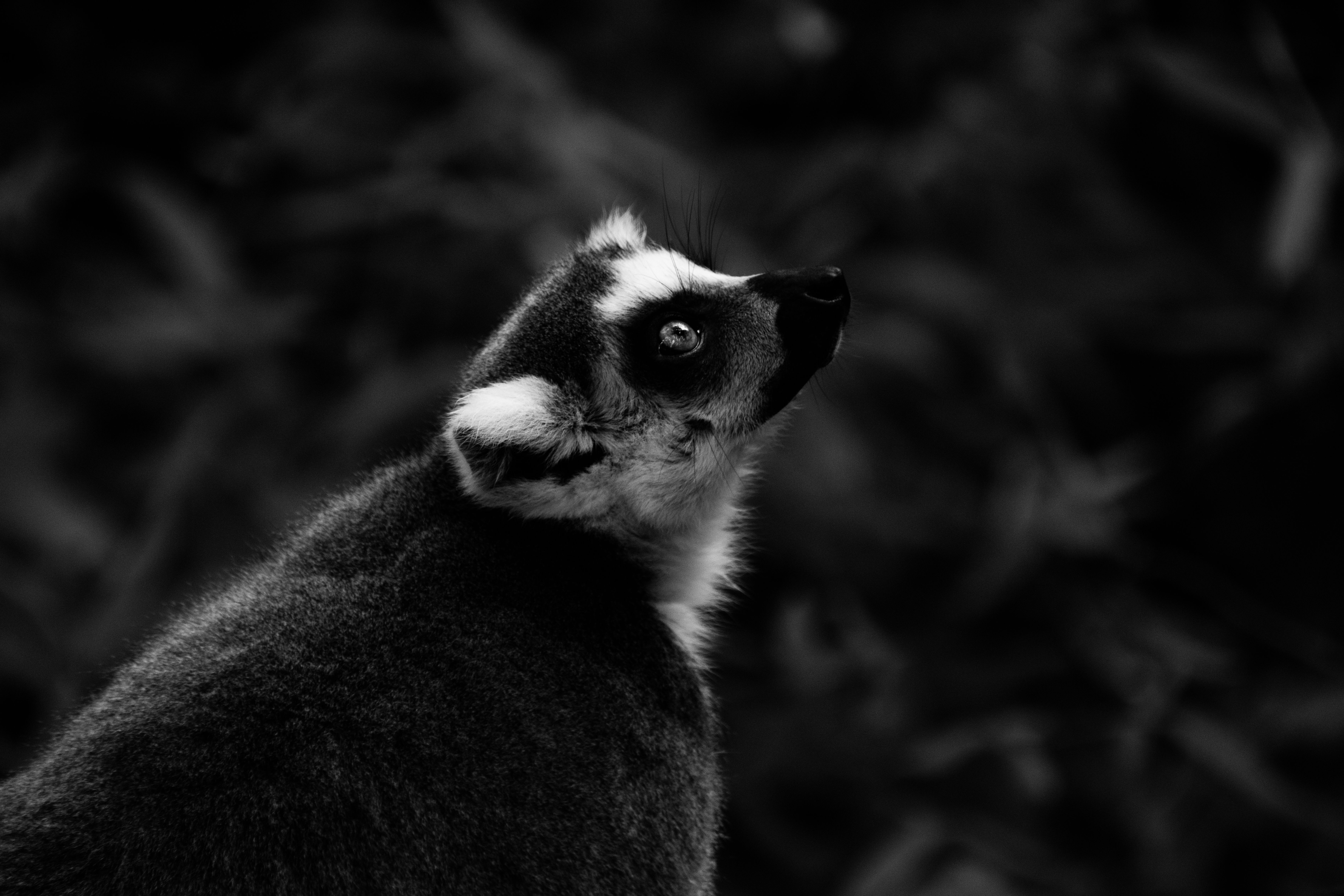 Black and White Photo of a Lemur in Grass · Free Stock Photo