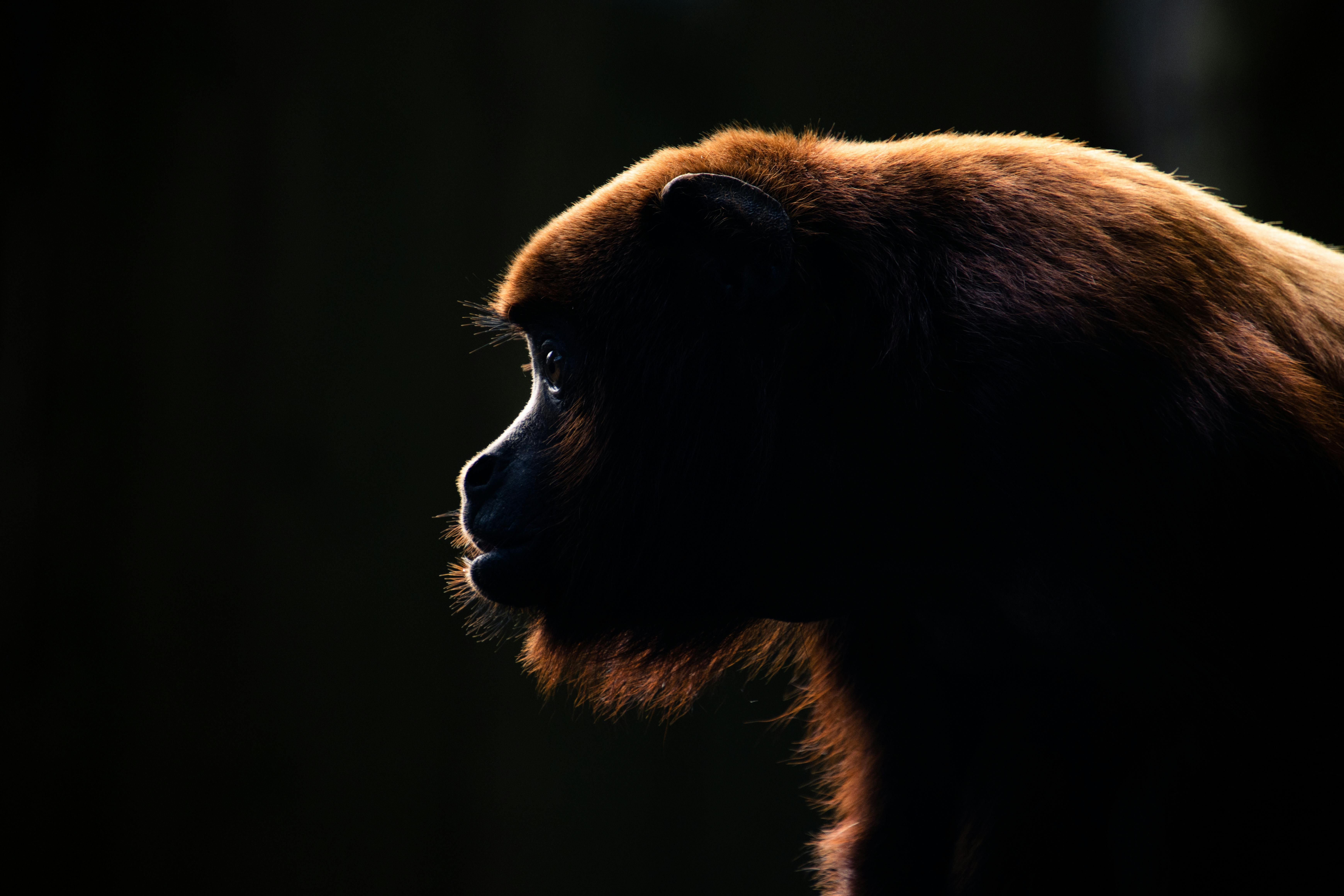 A striking silhouette of a primate against a dark, mysterious background.