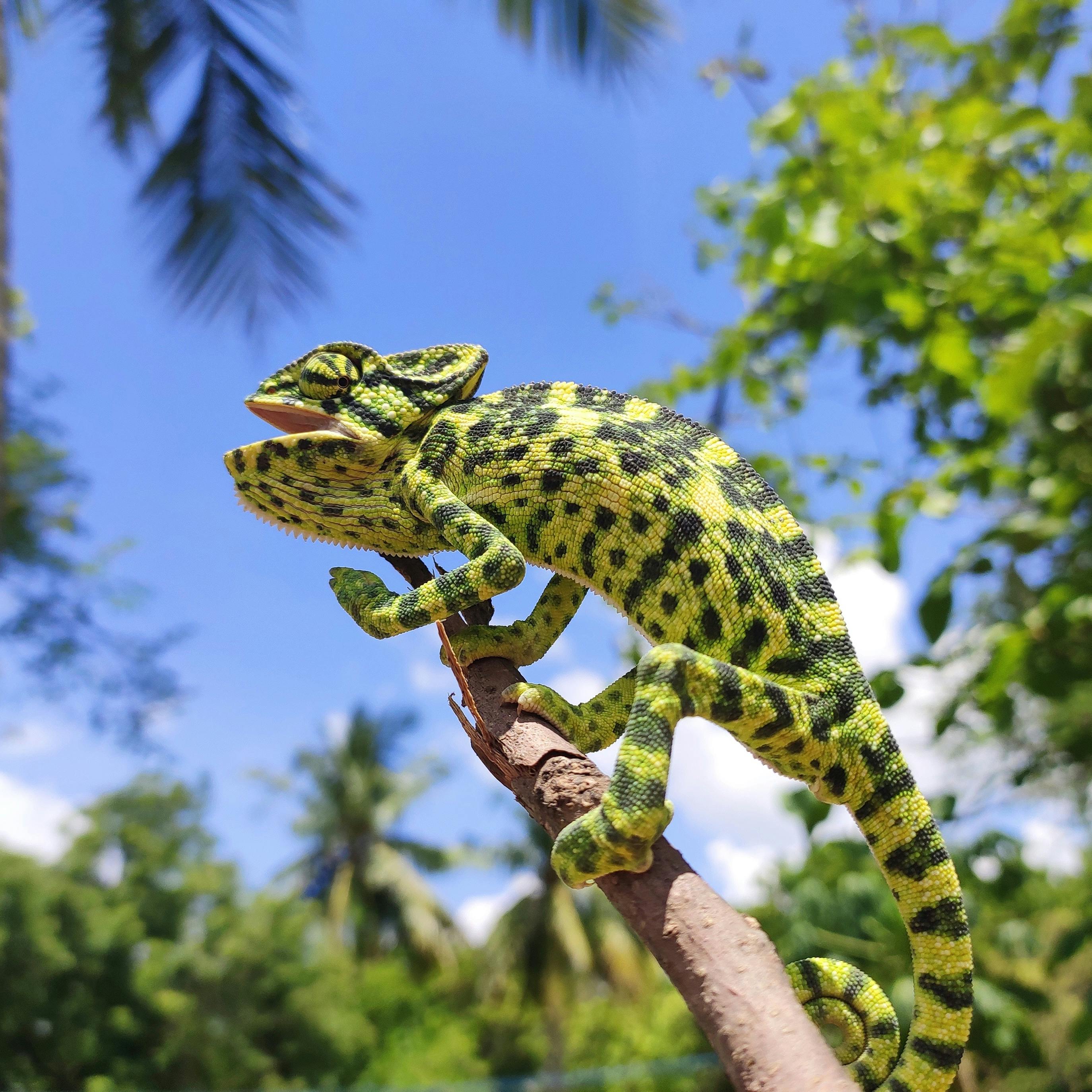 chameleon on branch