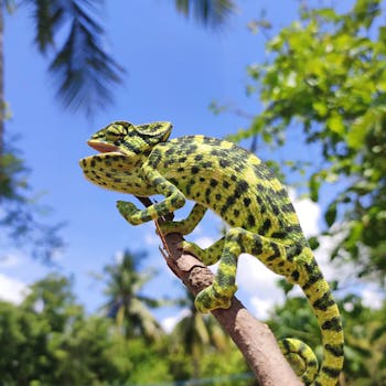 一只五颜六色的变色龙栖息在细长的树枝上，背景是阳光普照、郁郁葱葱的热带丛林