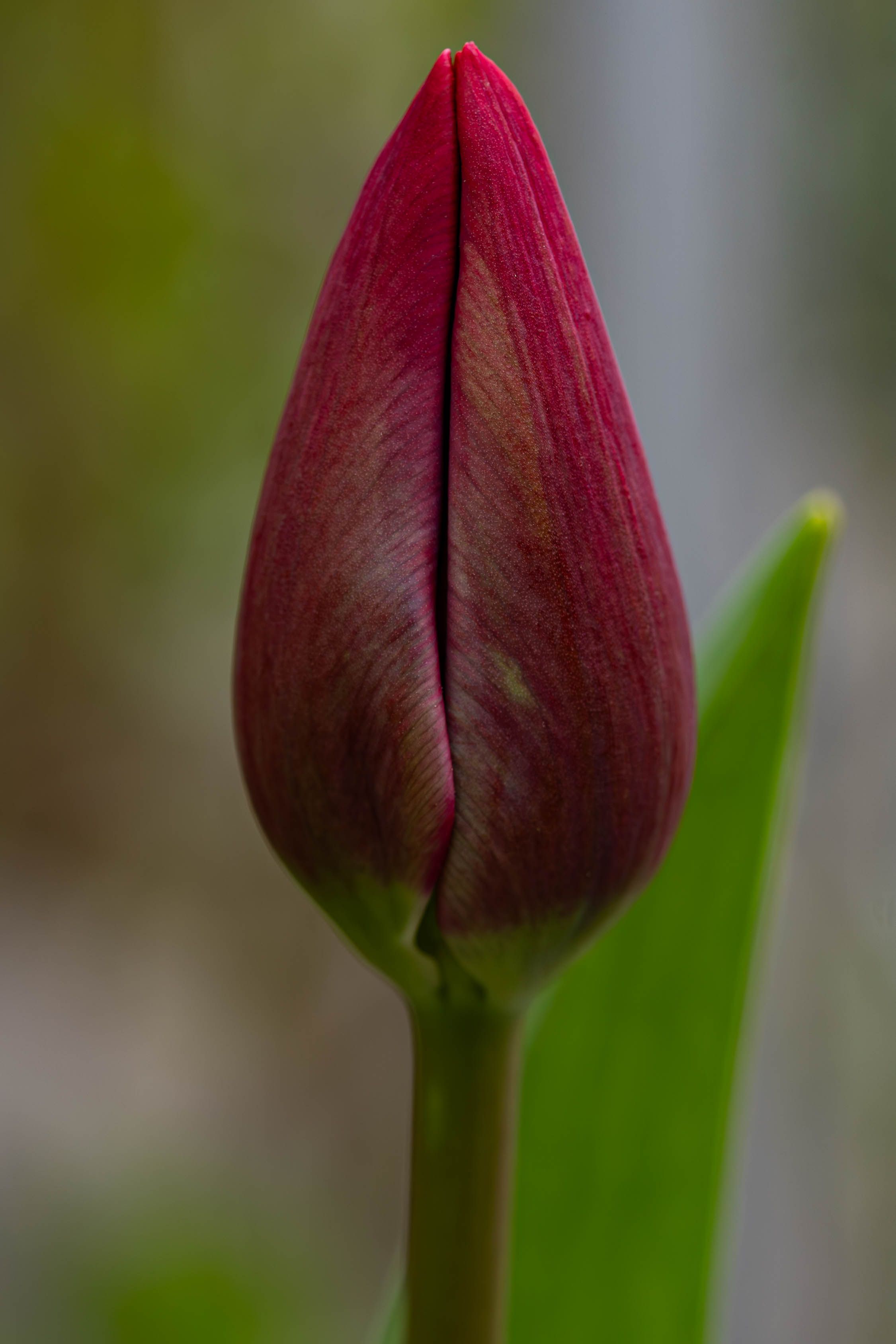 Fotomural Primer plano de un vibrante capullo de tulipán rojo en un jardín primaveral. Perfecto para temas florales.