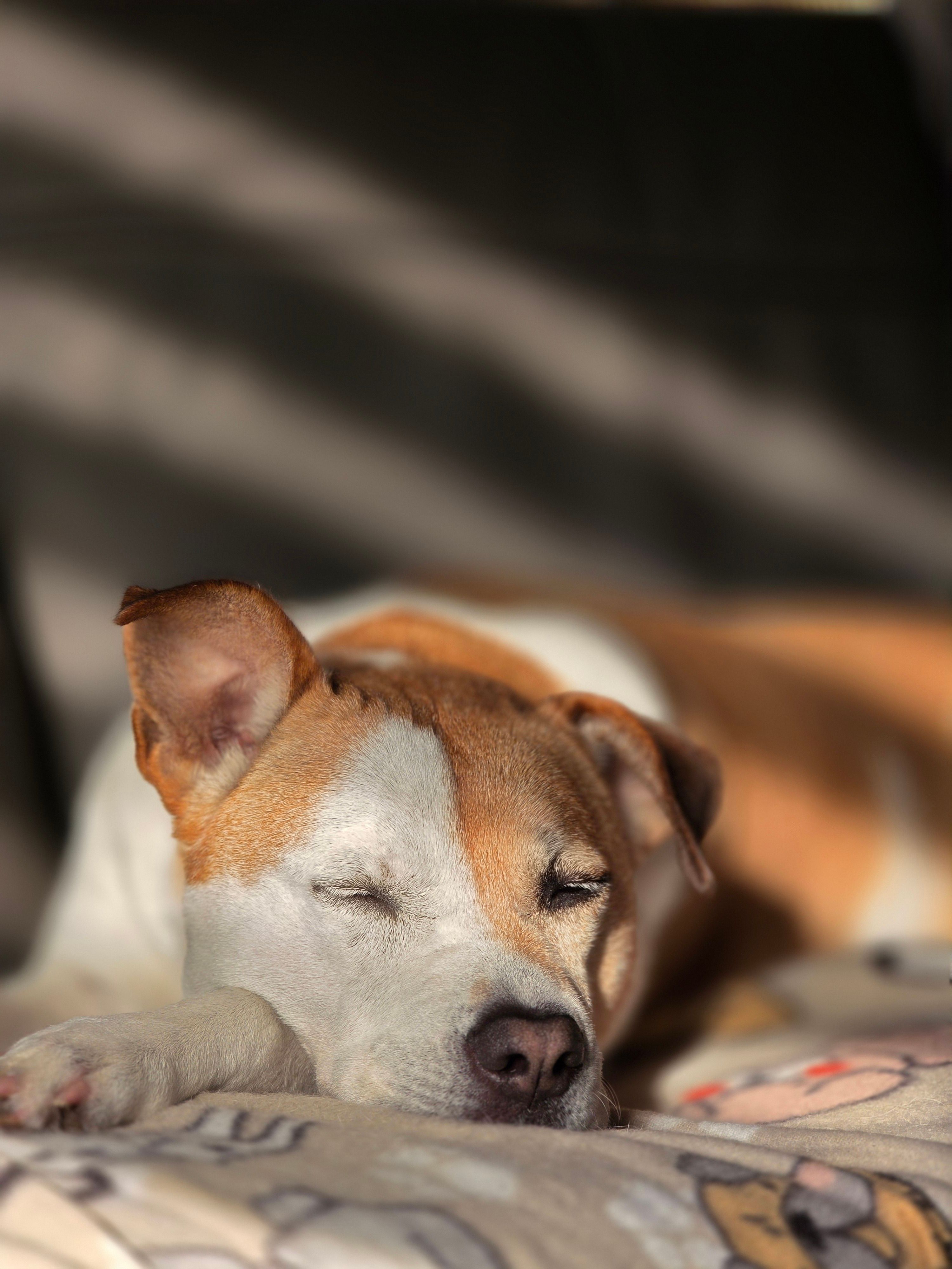 A calm dog resting in sunlight on a cozy blanket, exuding warmth.