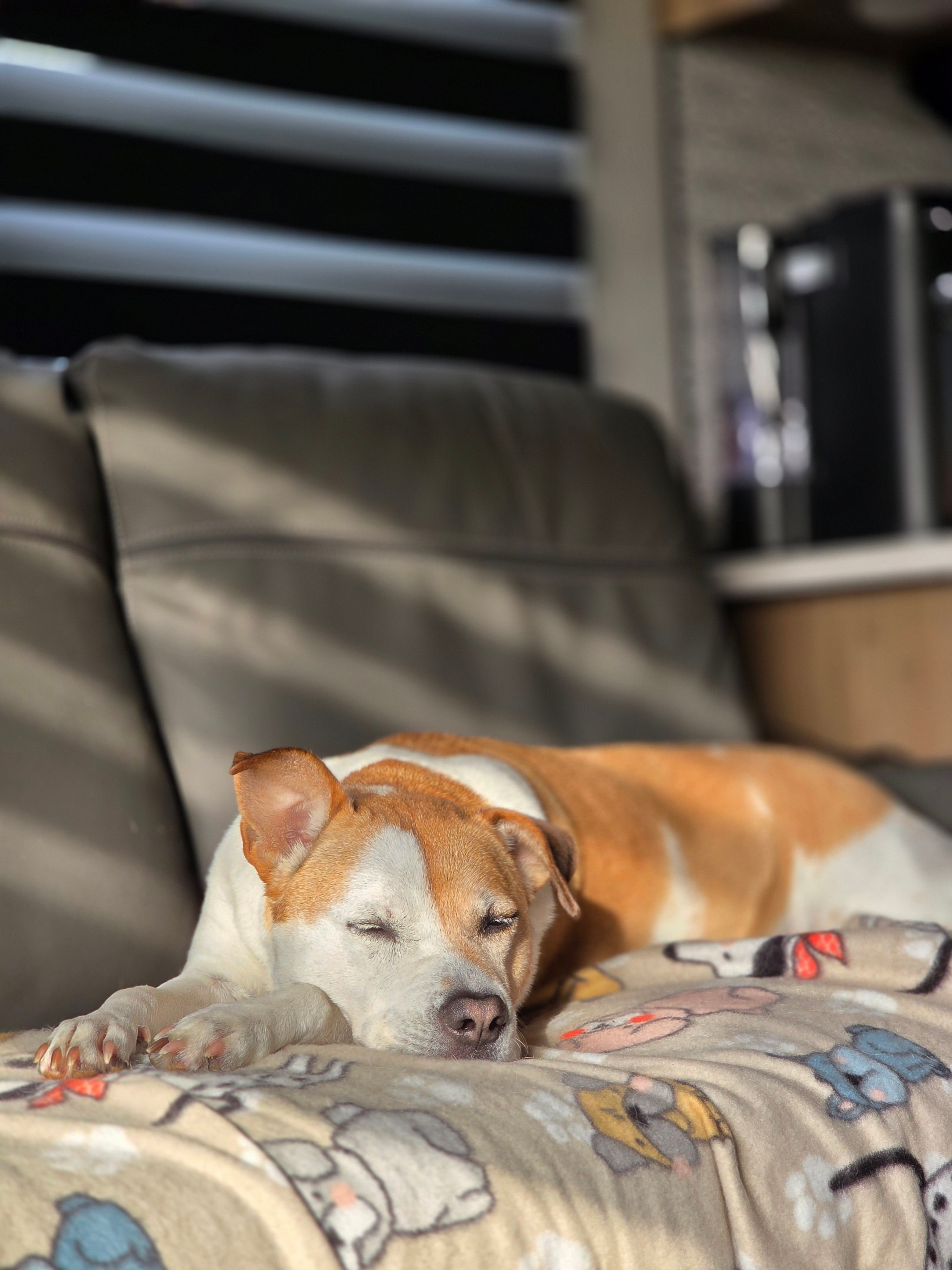 Medium dog resting on a sofa in an apartment living room