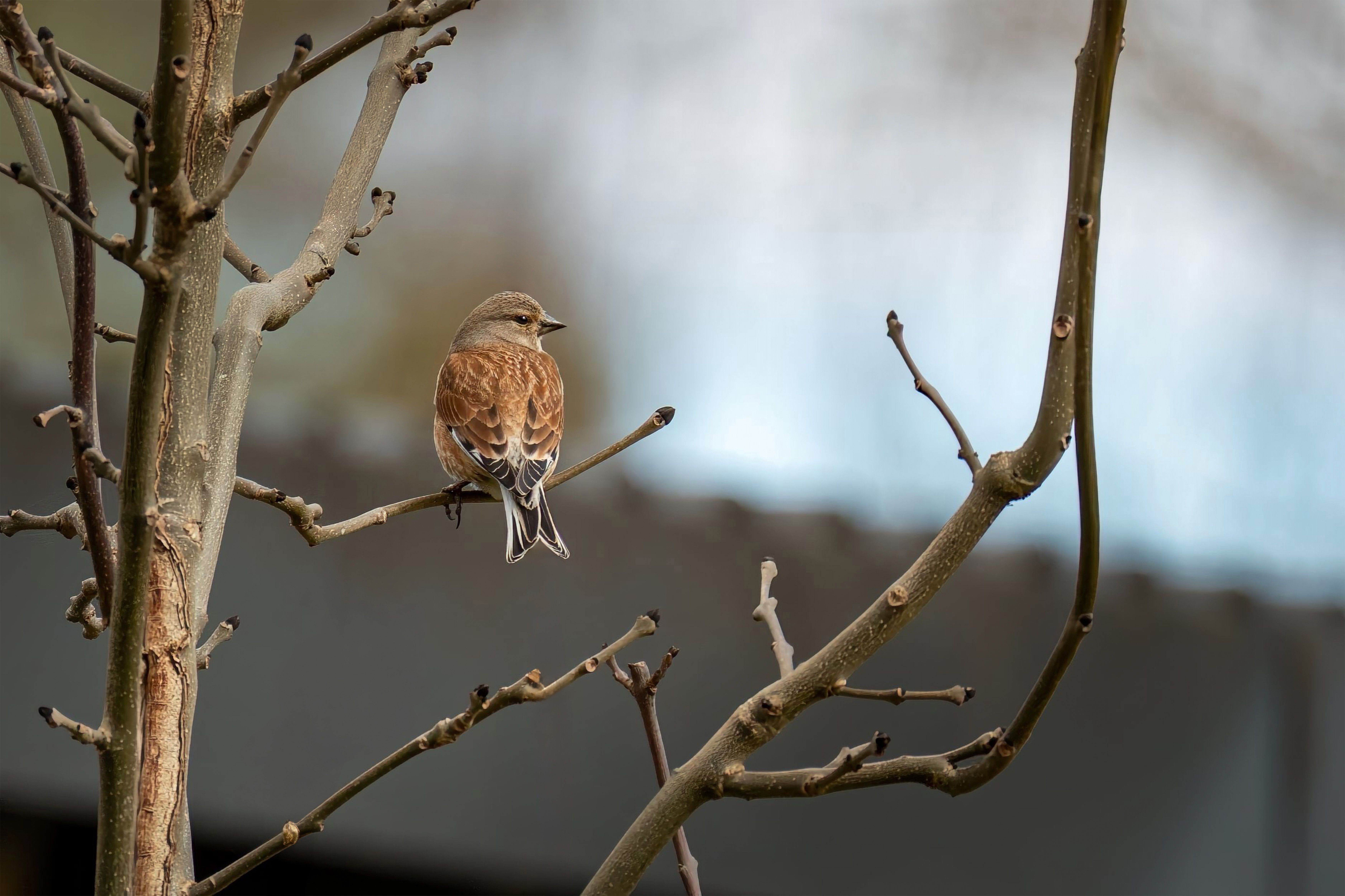 Bird Watching For Beginners