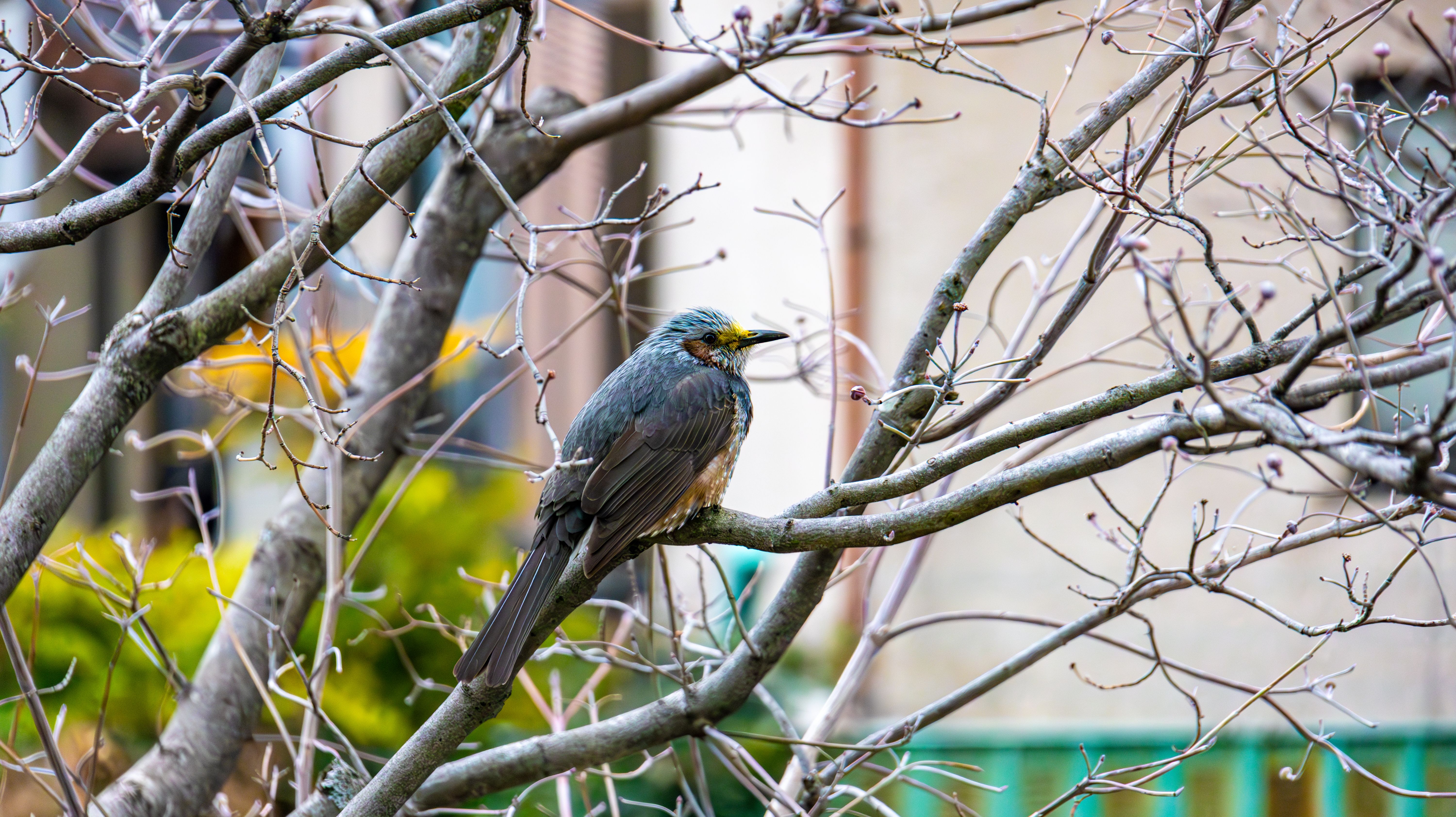 A Japanese bulbul rests on leafless branches in Toshima City, Tokyo, captured during winter.