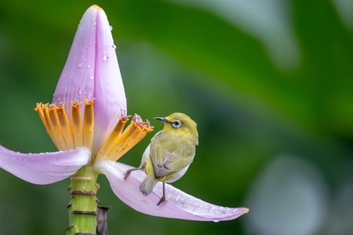 Free A vibrant yellow bird perched on a banana flower in lush green surroundings. Stock Photo