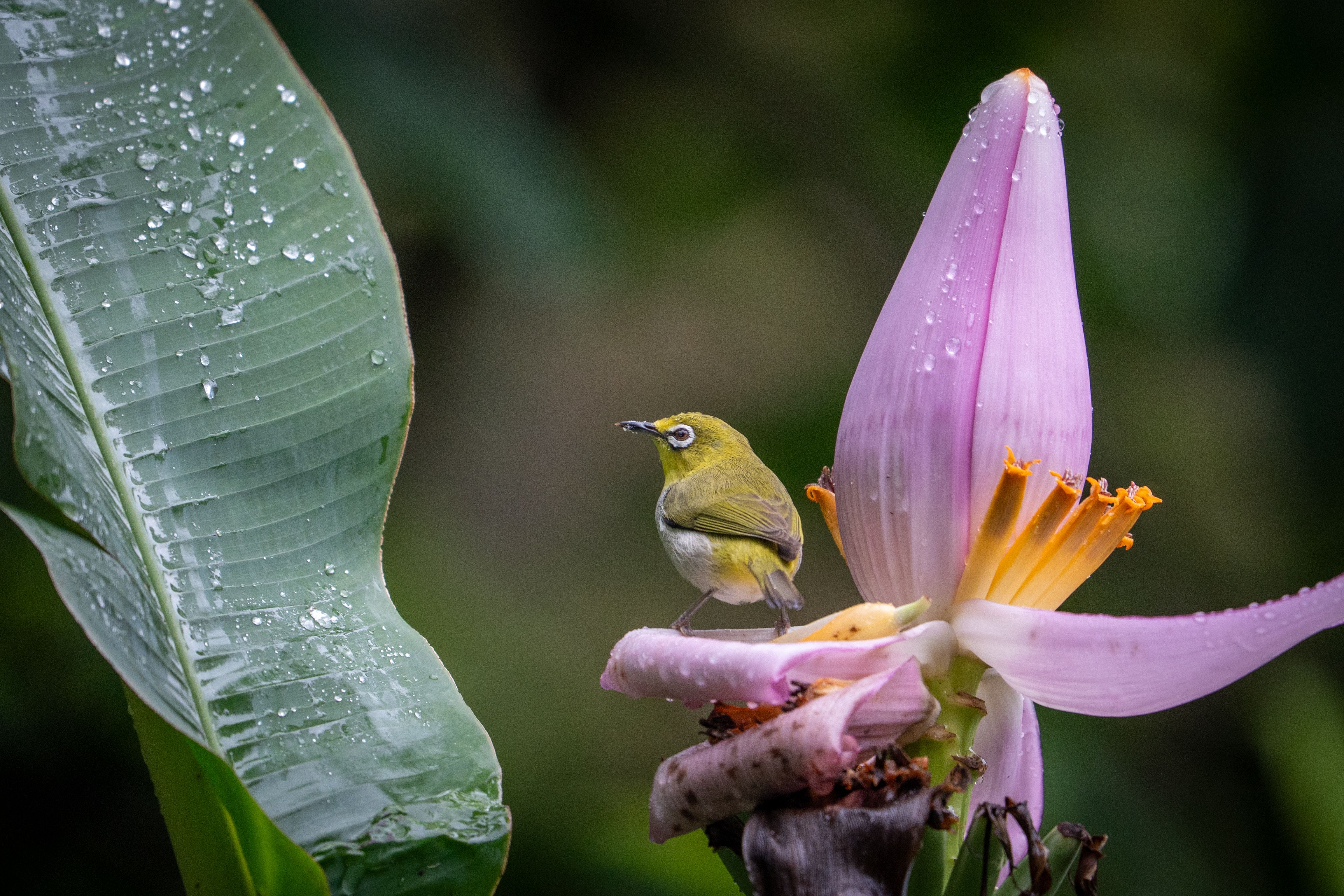 A small bird perches on a vibrant pink flower surrounded by lush green leaves.