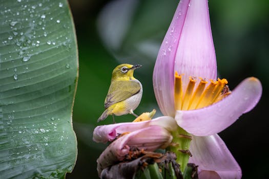 A vibrant Oriental White-Eye bird perched on a lush banana flower in a tropical setting.