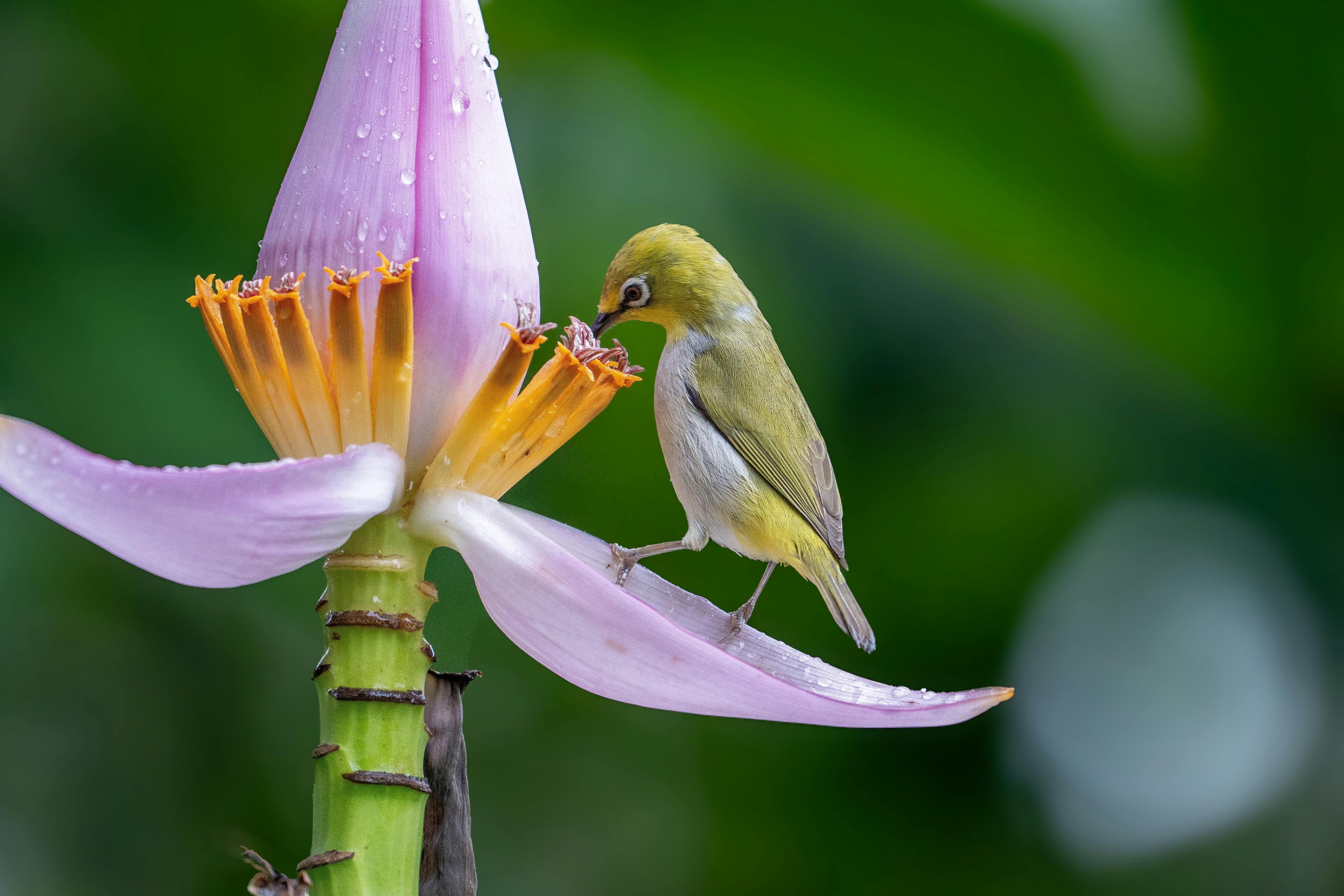 A small bird perched on a vivid tropical flower covered in dewdrops, showcasing nature's beauty.