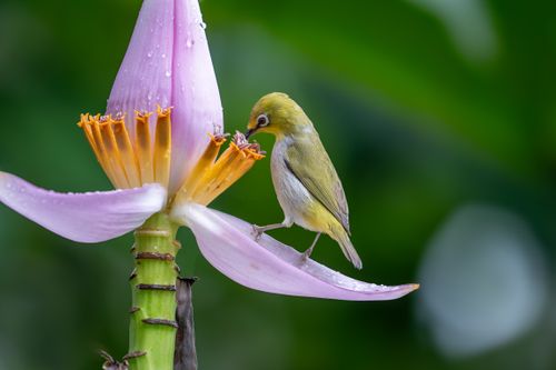 Free A small bird perched on a vivid tropical flower covered in dewdrops, showcasing nature's beauty. Stock Photo
