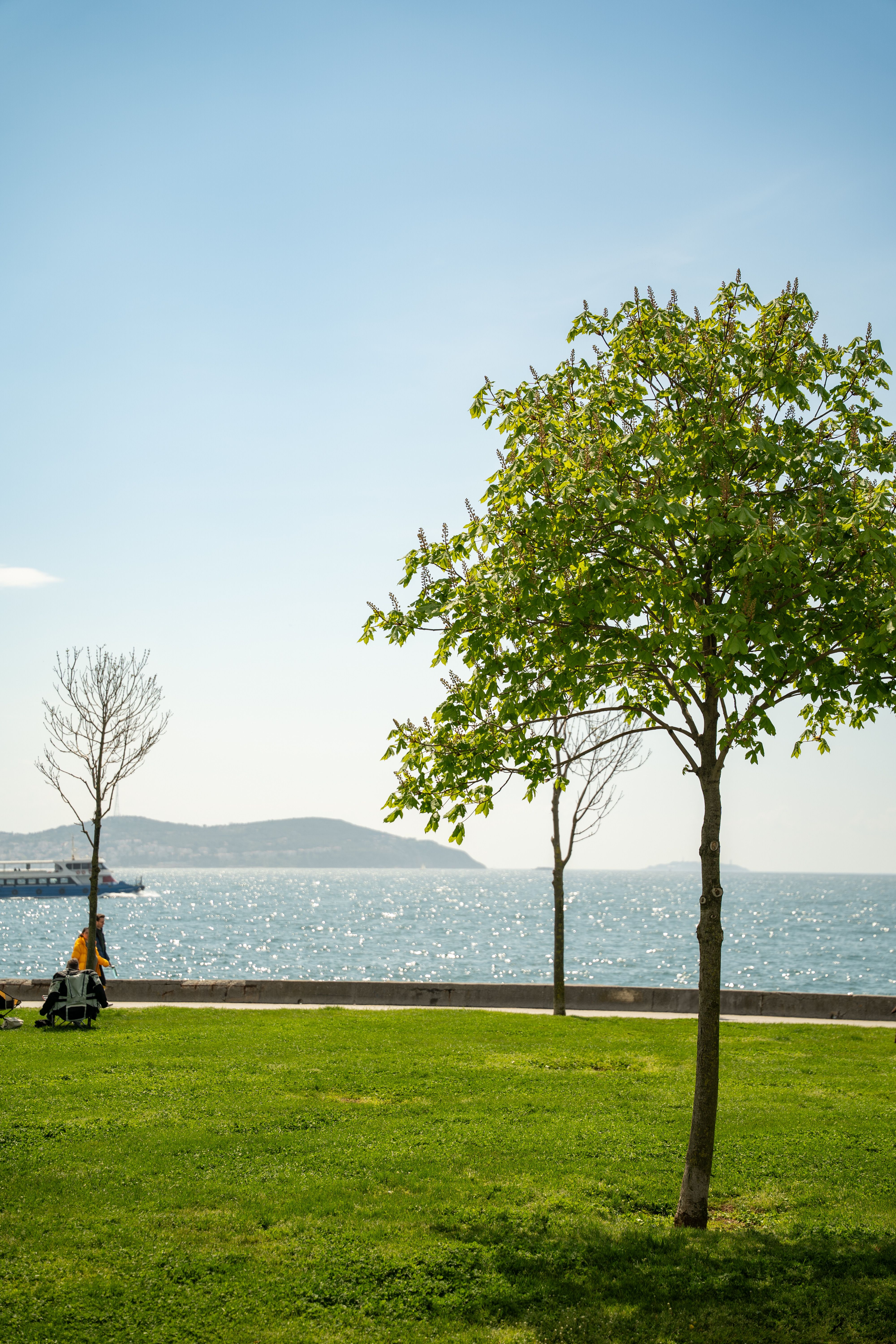 Sunny Day by the Seaside with Lush Green Tree · Free Stock Photo