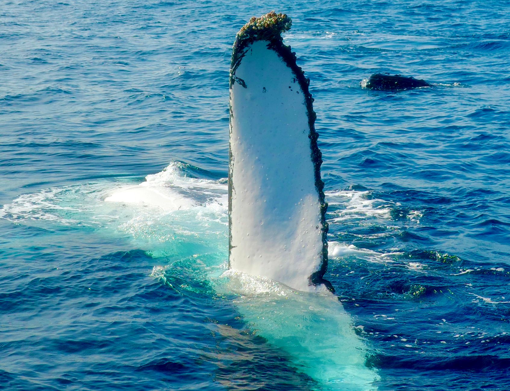Baleines à bosse : leur retour au large de New York lié au réchauffement