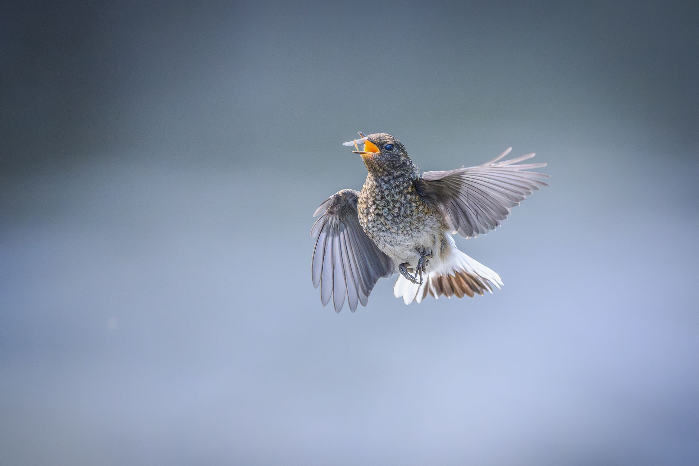 Fly Insect Mid Flight Bird in Mid-Flight Capturing an Insect · Free Stock Photo