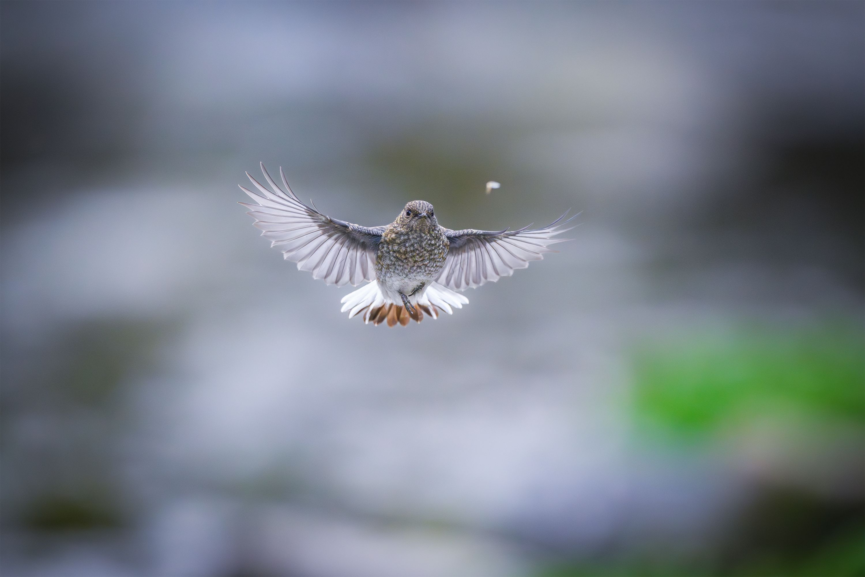 A stunning photograph of a songbird in mid-air with blurred background, showcasing motion and grace.