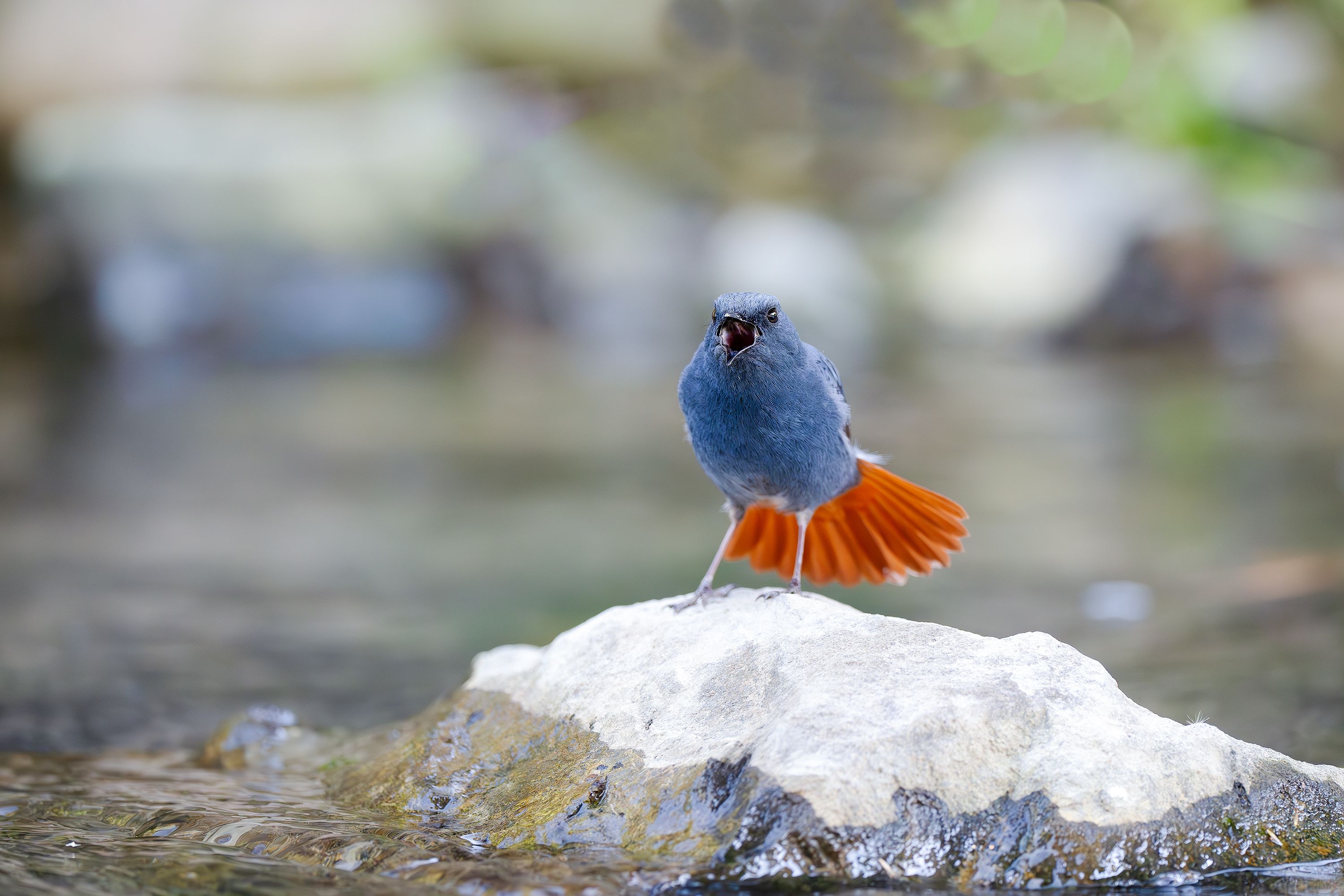 Plumbeous Water Redstart Bird in Natural Habitat · Free Stock Photo