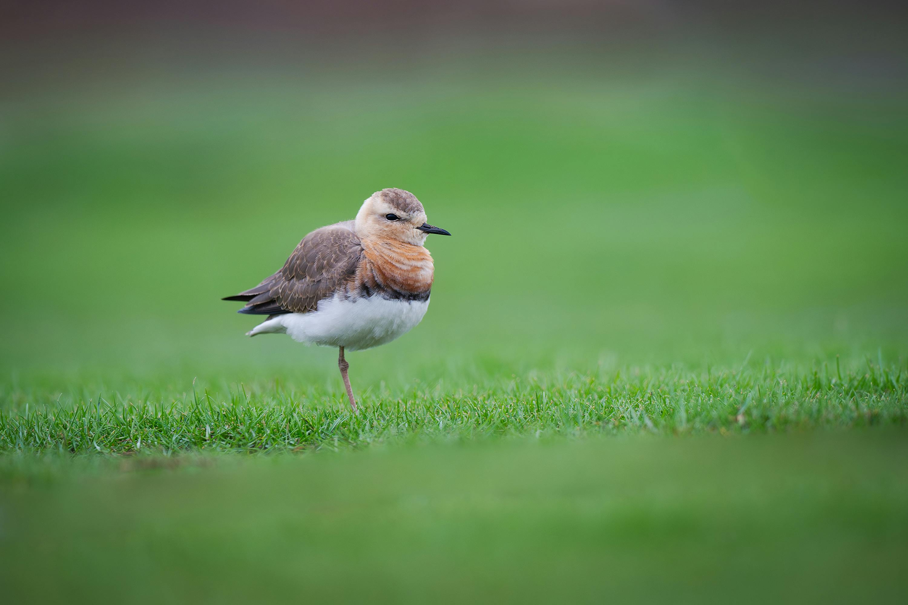 close up of tawny pipit on green grass