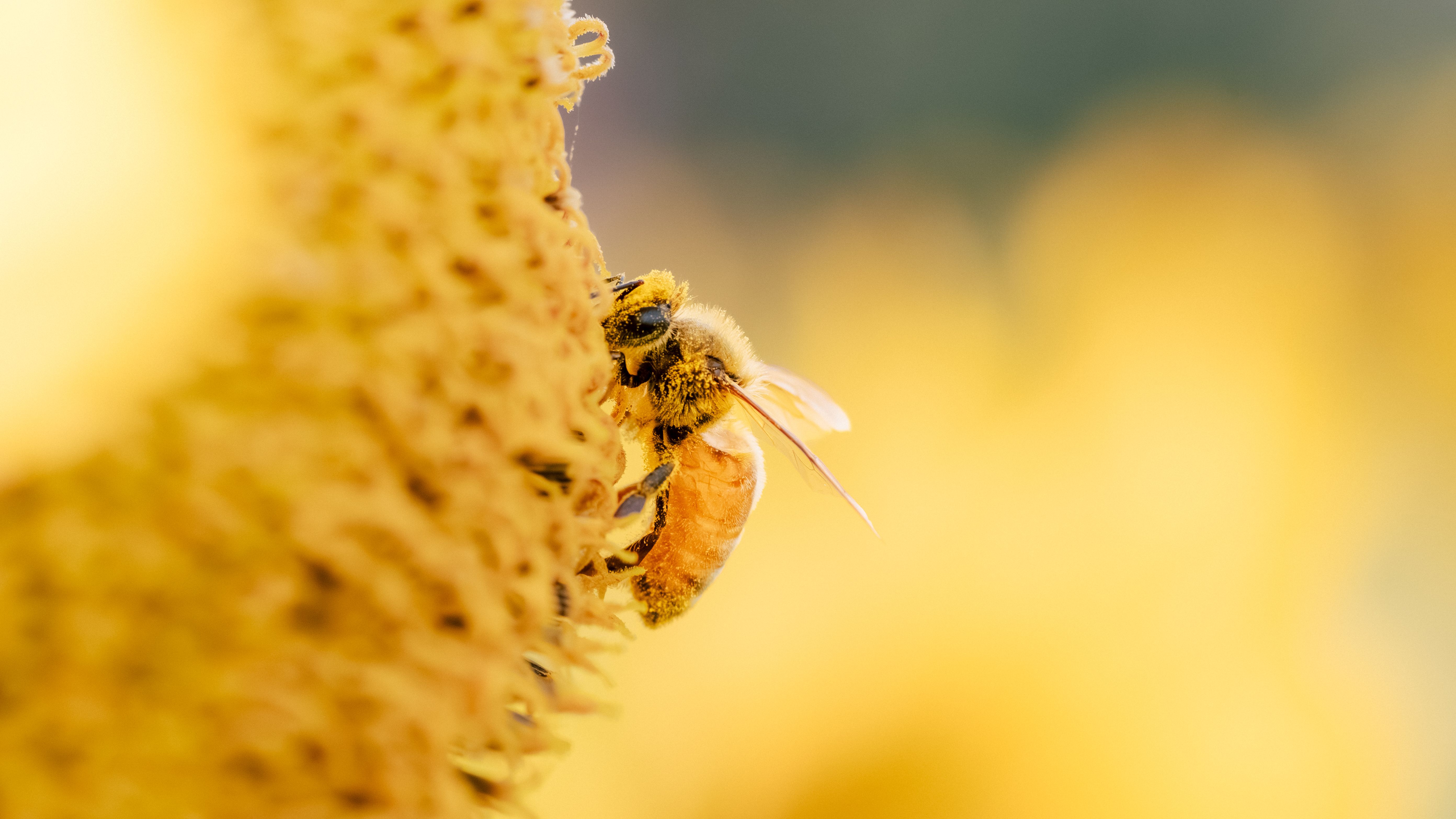 scrapingbee alternatives