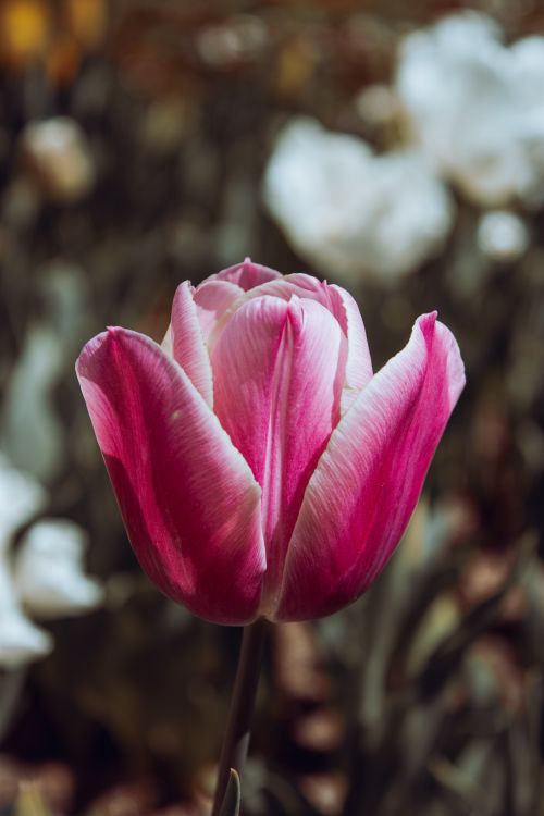 Free A pink tulip stands out in a garden in Istanbul, beautifully captured outdoors during spring. Stock Photo