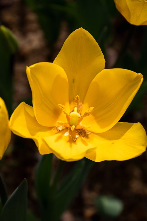 Free Close-up of a vibrant yellow tulip blossoming in a spring garden setting. Stock Photo