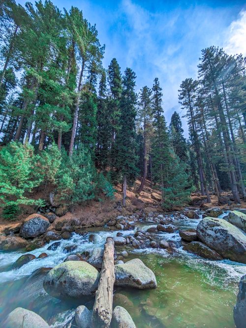 Free A serene forest stream flows through tall pines, creating a peaceful natural scene. Stock Photo