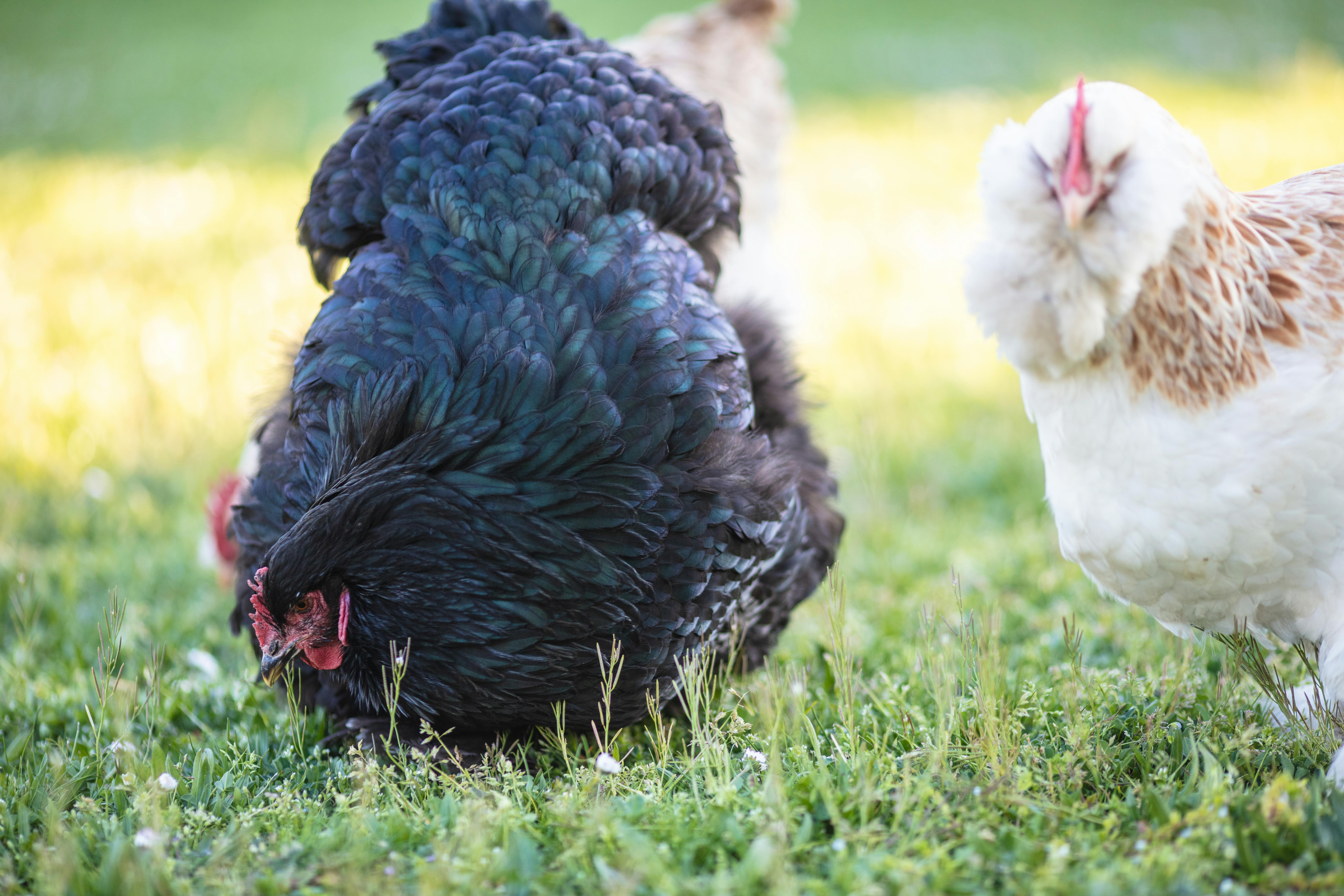 Close-up of chickens foraging on green grass, showcasing vibrant feathers and natural farm life.
