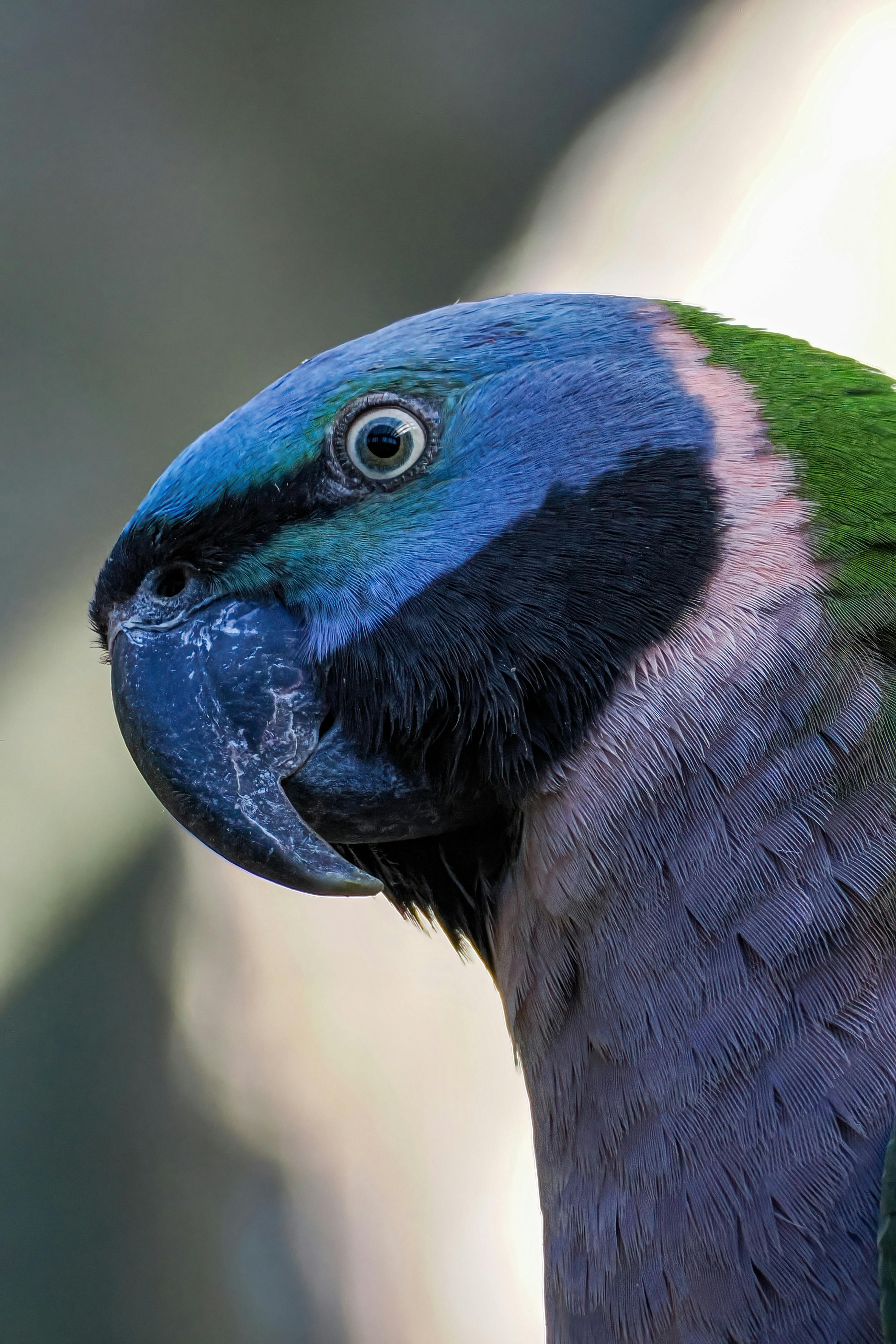 close up of vibrant plum headed parakeet