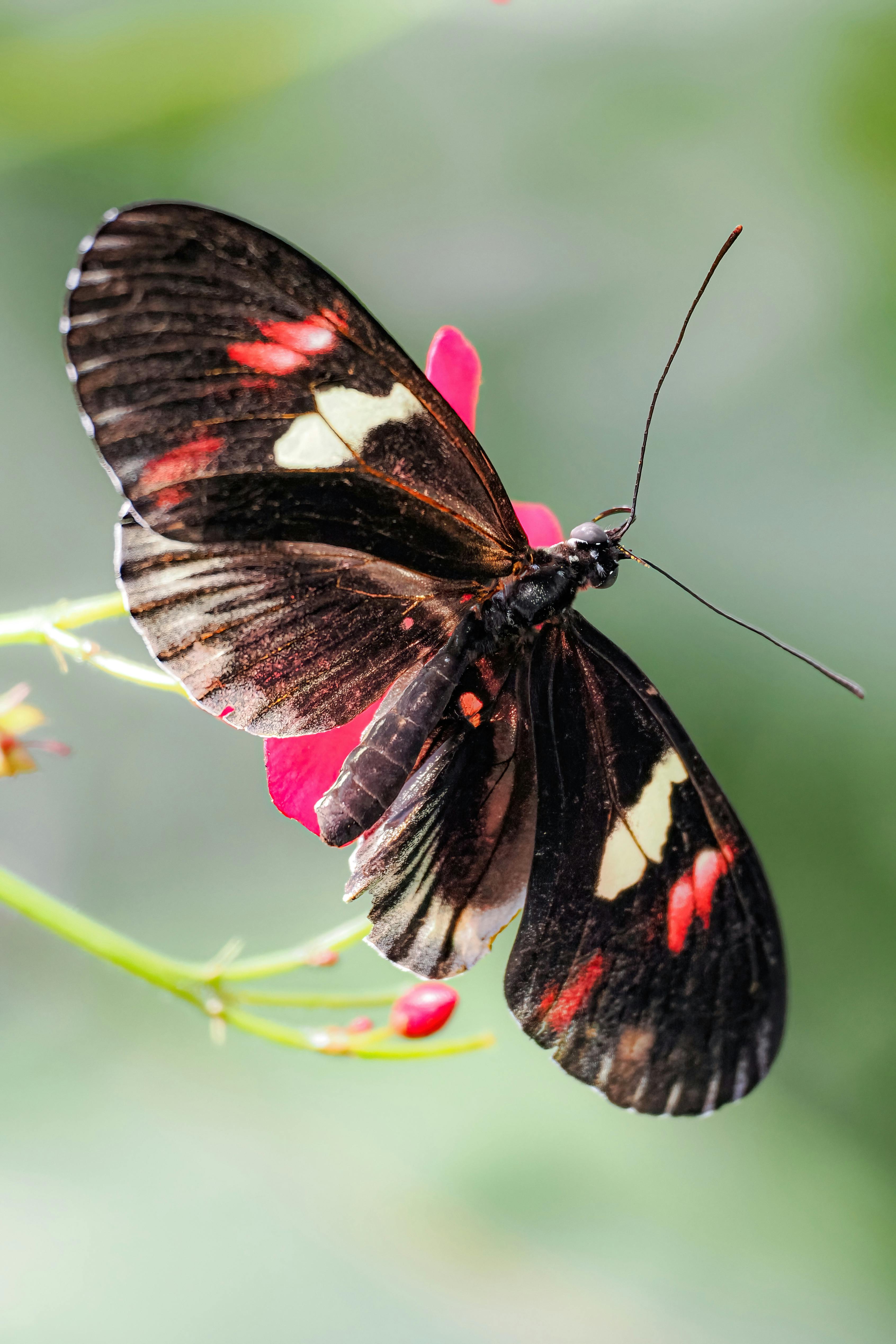 Detailed photo of a black and red butterfly perched on a flower, showcasing its vibrant wing patterns.
