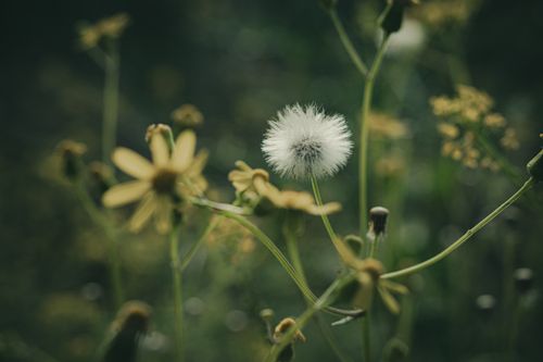 Free Serene close-up of a white dandelion and yellow wildflowers in a natural setting. Stock Photo