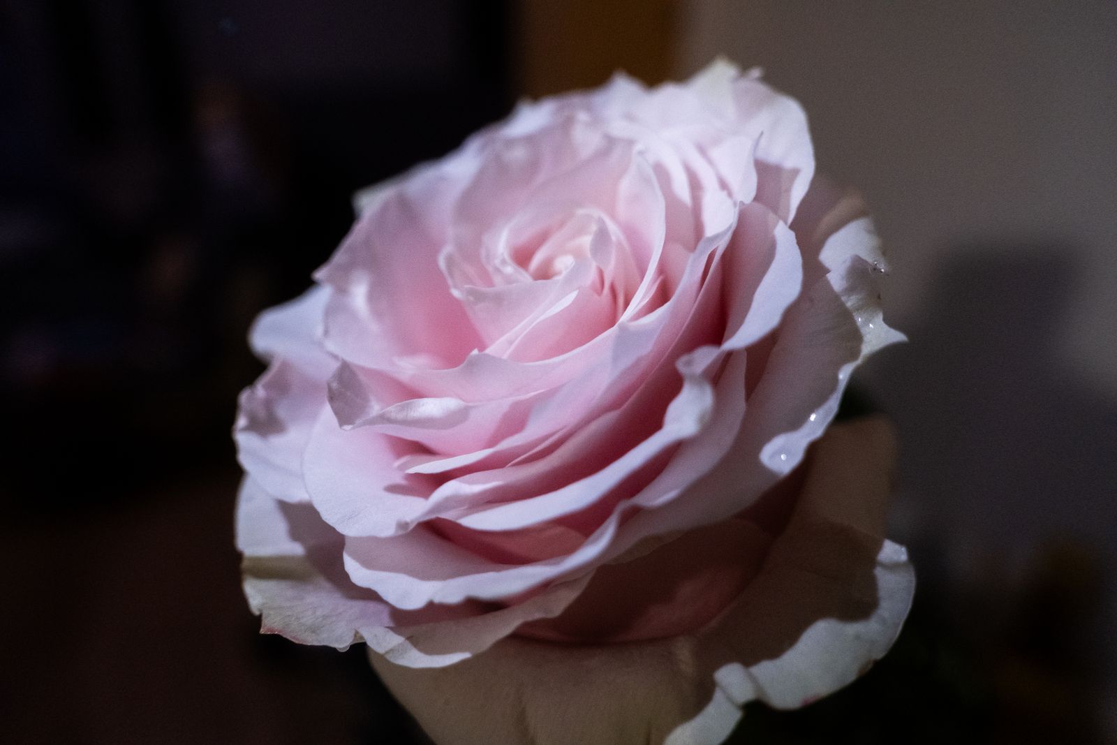 A stunning close-up of a pink rose blossom showcasing its delicate petals and natural beauty