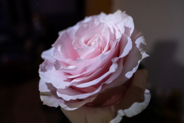 A stunning close-up of a pink rose blossom showcasing its delicate petals and natural beauty