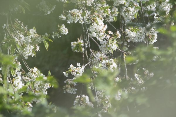 Blanche nature