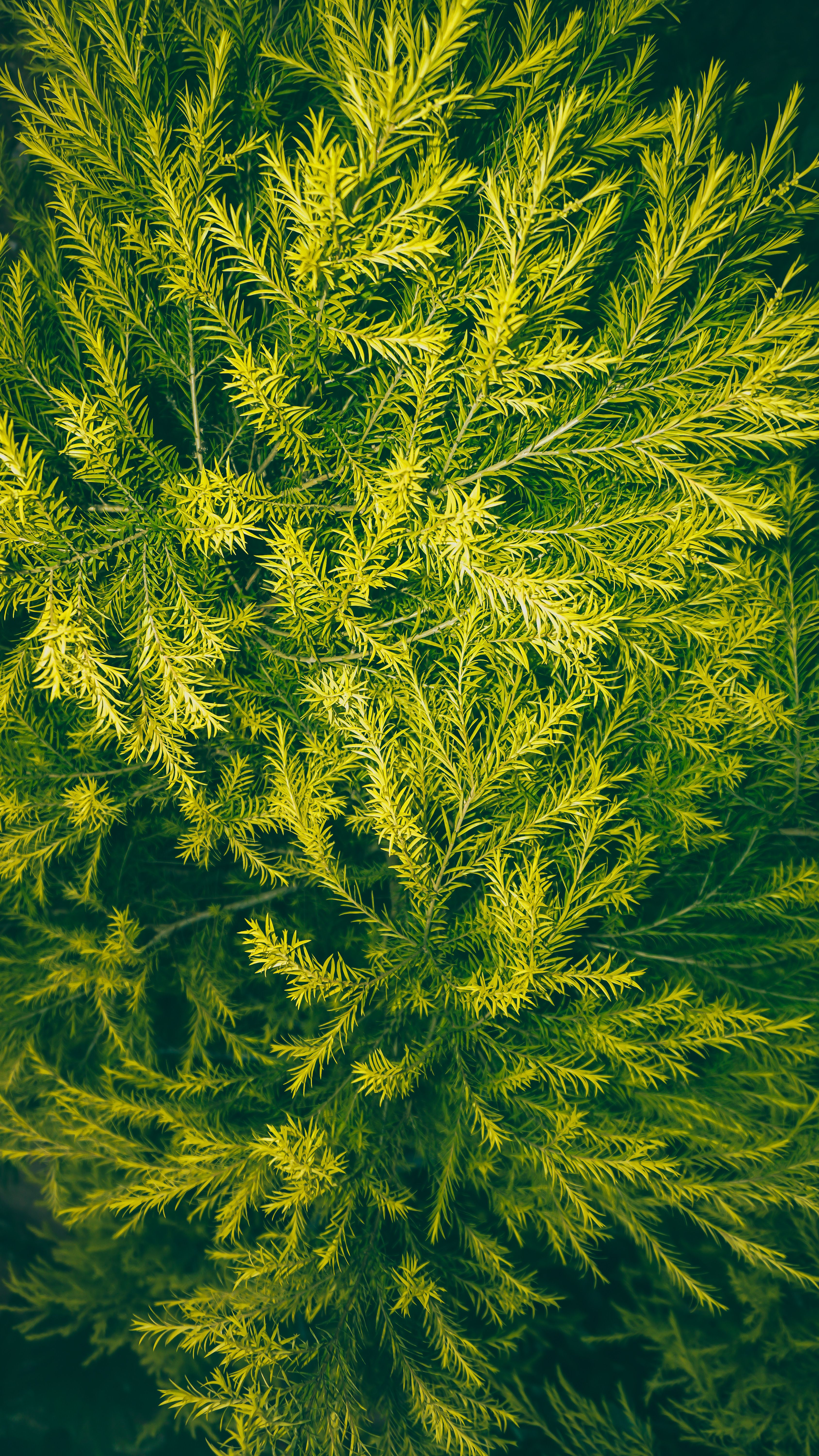 Detailed close-up of lush cedar foliage in natural light, emphasizing the vivid green tones.