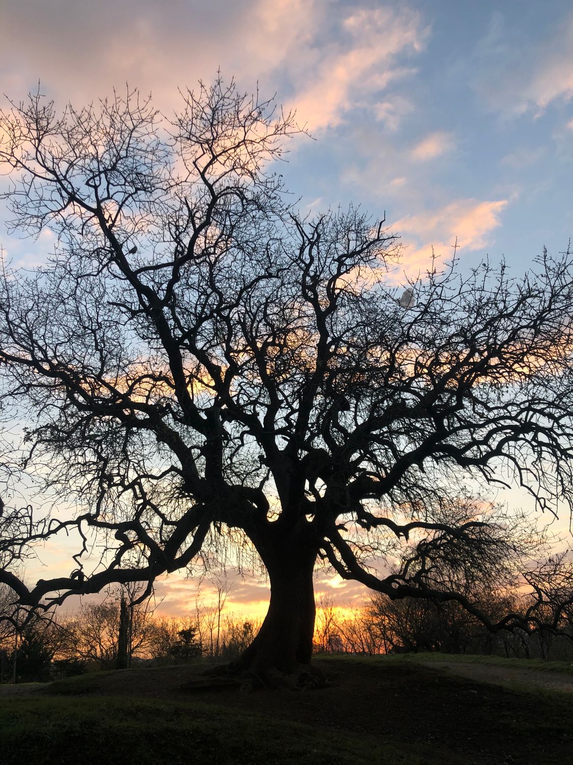 Majestic Oak Tree Silhouette at Sunset · Free Stock Photo