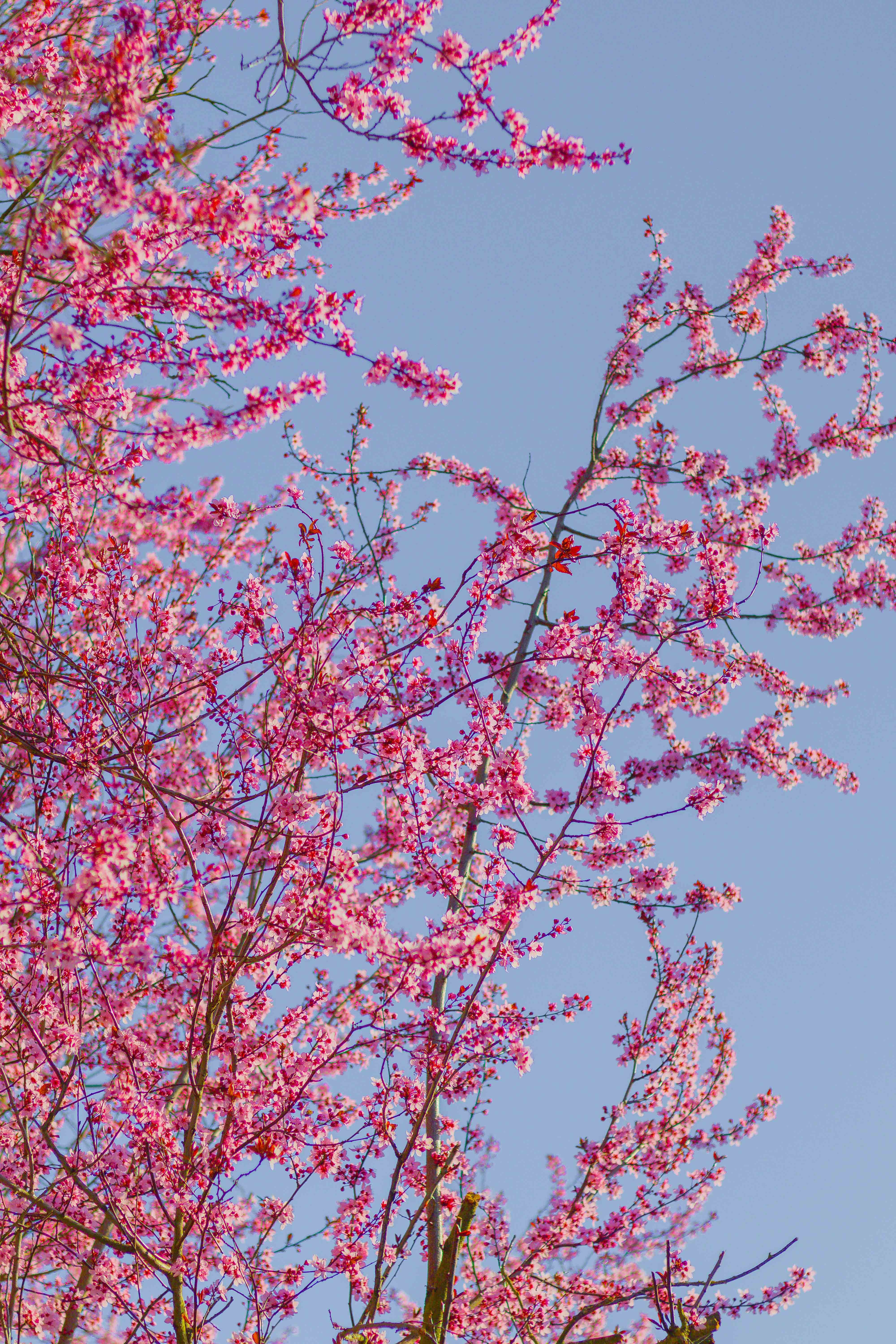 Vibrant Cherry Blossoms Against a Clear Blue Sky · Free Stock Photo