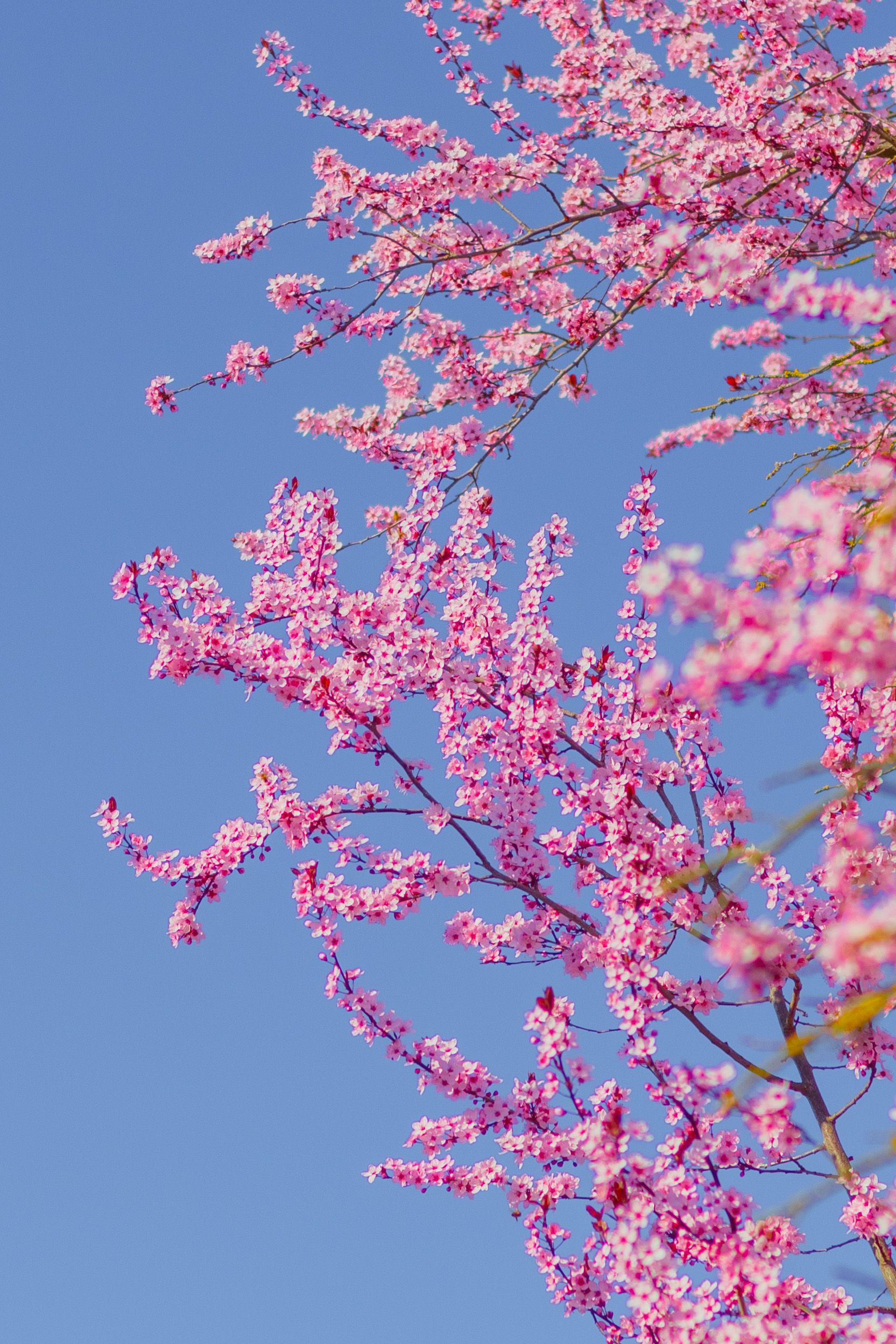 Vibrant Cherry Blossoms Against a Clear Blue Sky · Free Stock Photo