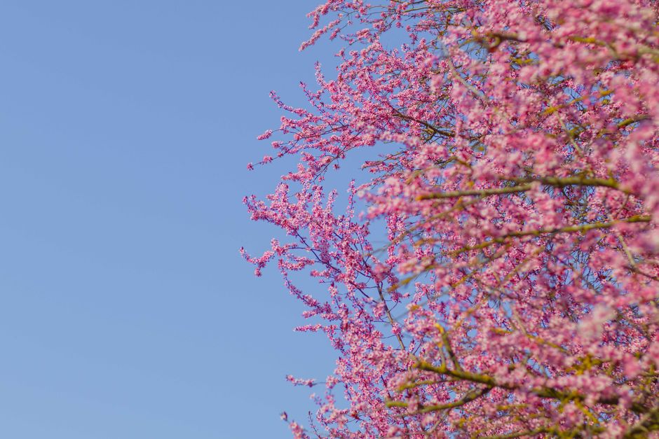 Vibrant cherry blossom branches bloom vividly against a clear blue sky, capturing the essence of spring.