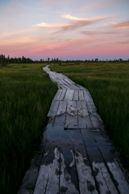 Tranquil wooden path in a lush Belarus wetland at sunset, showcasing natural beauty.