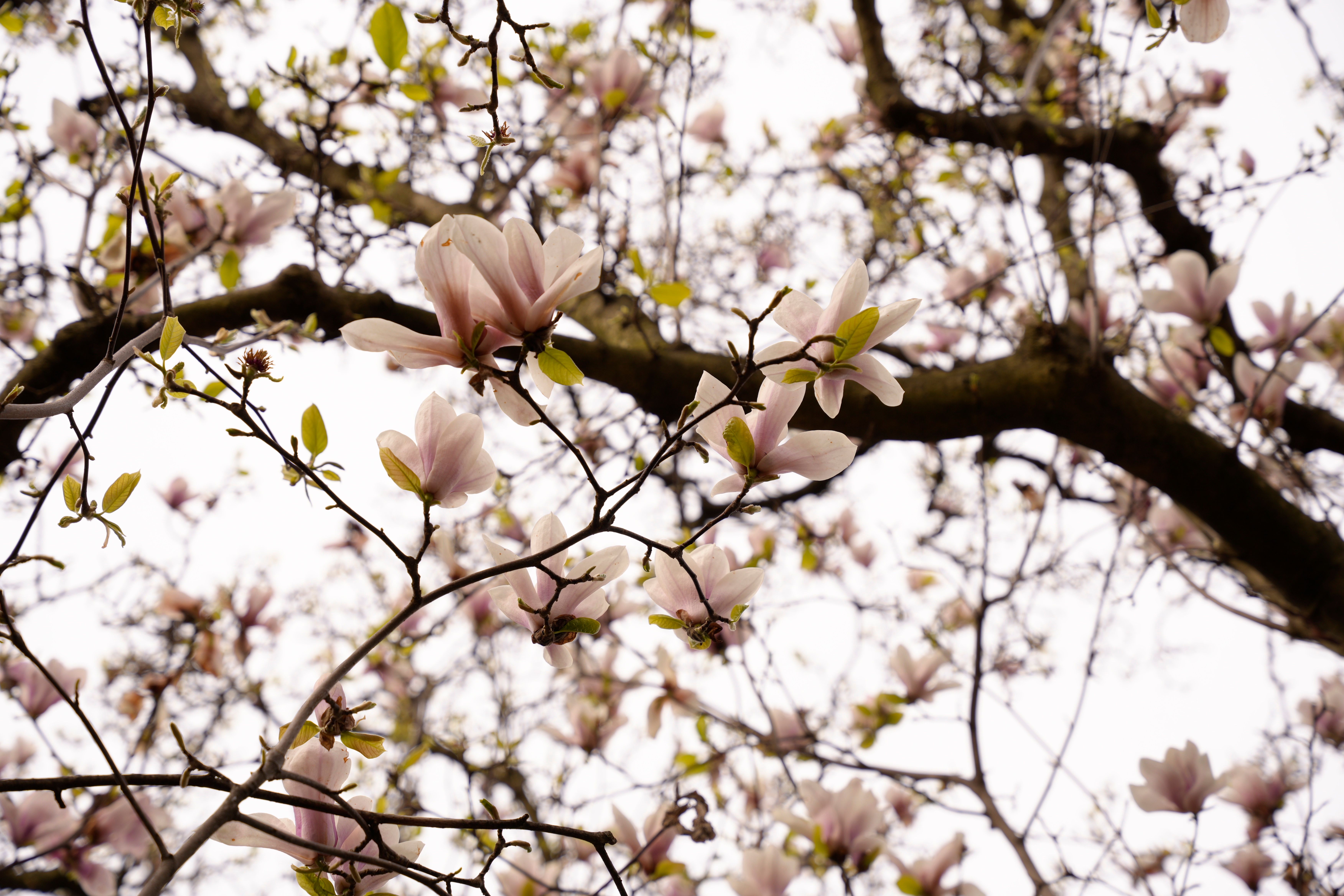Beautiful view of pink and white magnolia blossoms during spring.