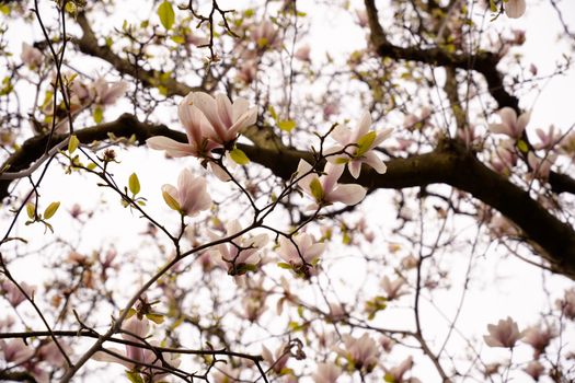 Beautiful view of pink and white magnolia blossoms during spring.