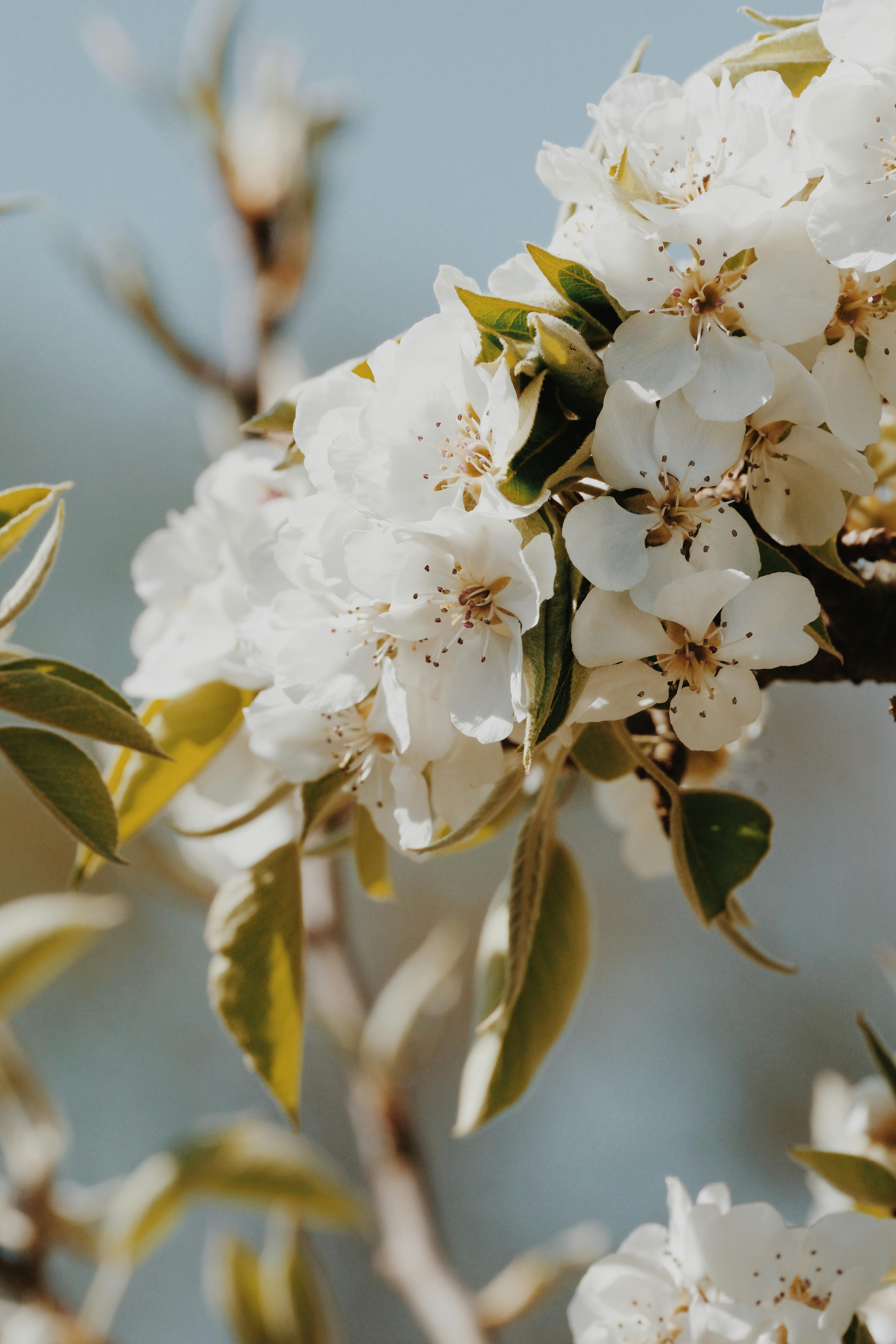 Delicate white cherry blossoms in full bloom, capturing the essence of spring's beauty.
