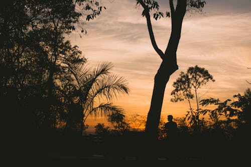 Silueta, De, Hombre Estar De Pie, Cerca, árbol