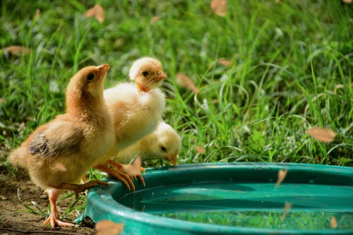 가금류, 귀여운, 닭의 무료 스톡 사진