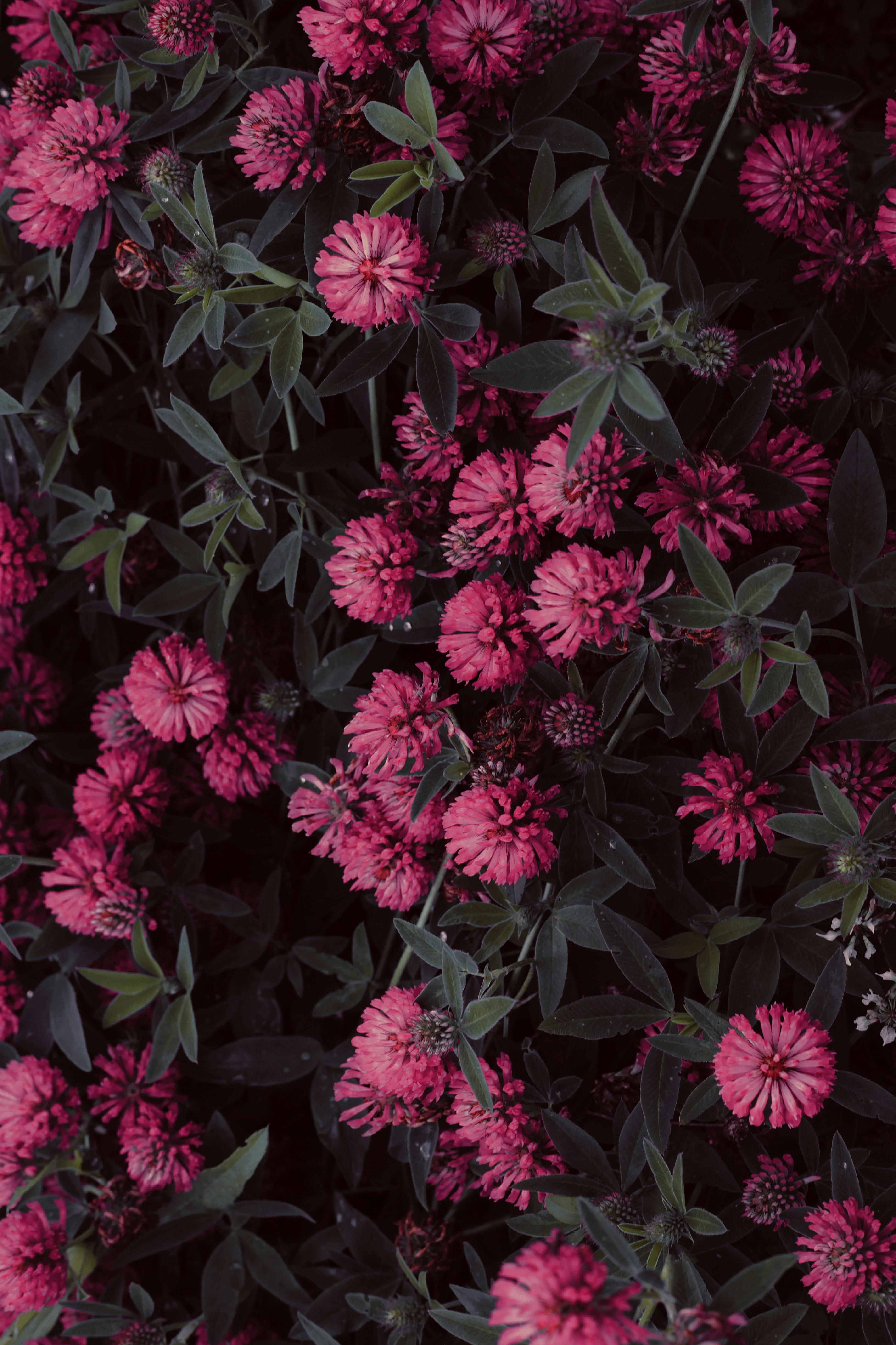 Close-up of bright pink flowers amidst green leaves, showcasing natural beauty in a garden setting.