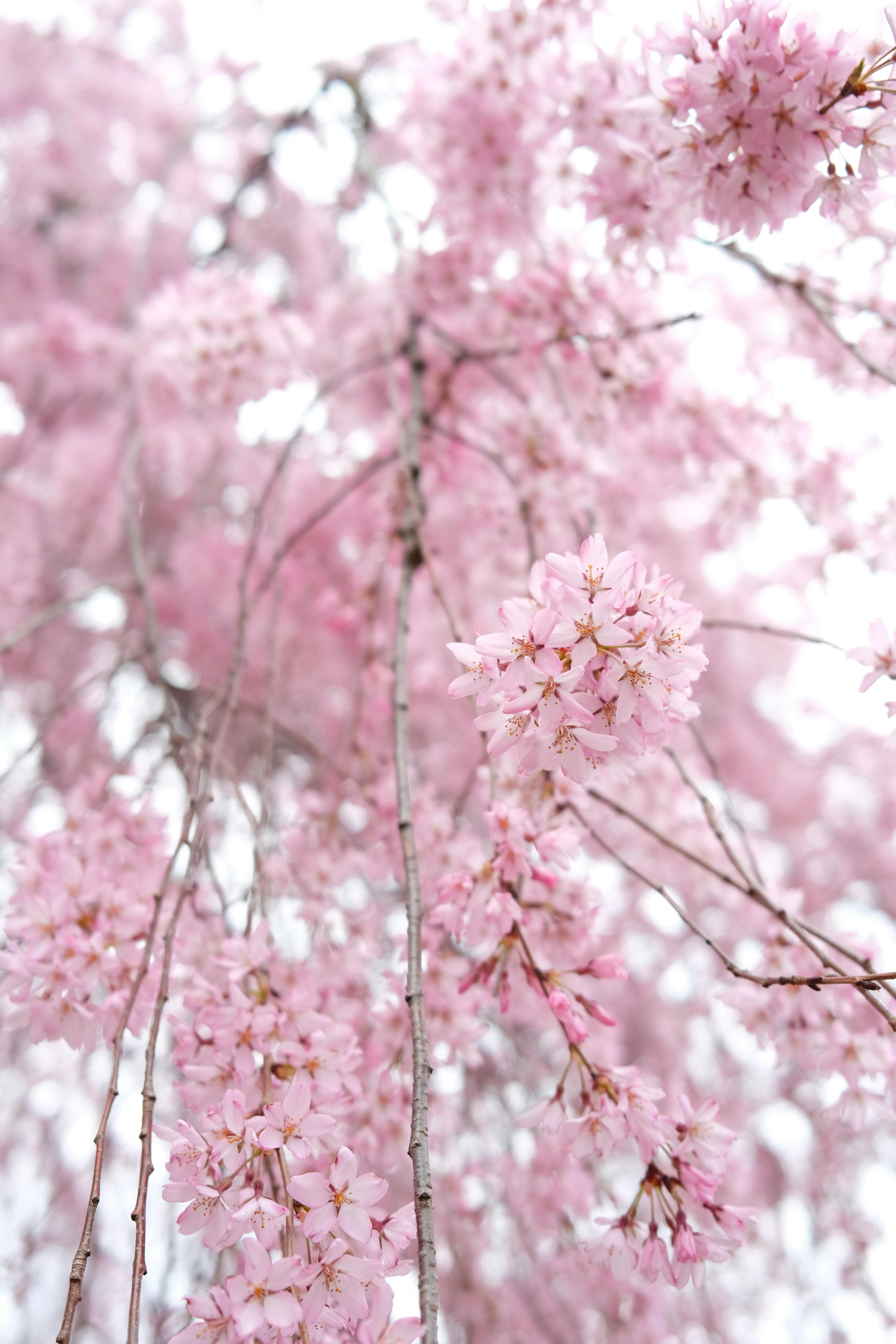 Captivating view of vibrant pink cherry blossoms in full bloom symbolizing spring's arrival.