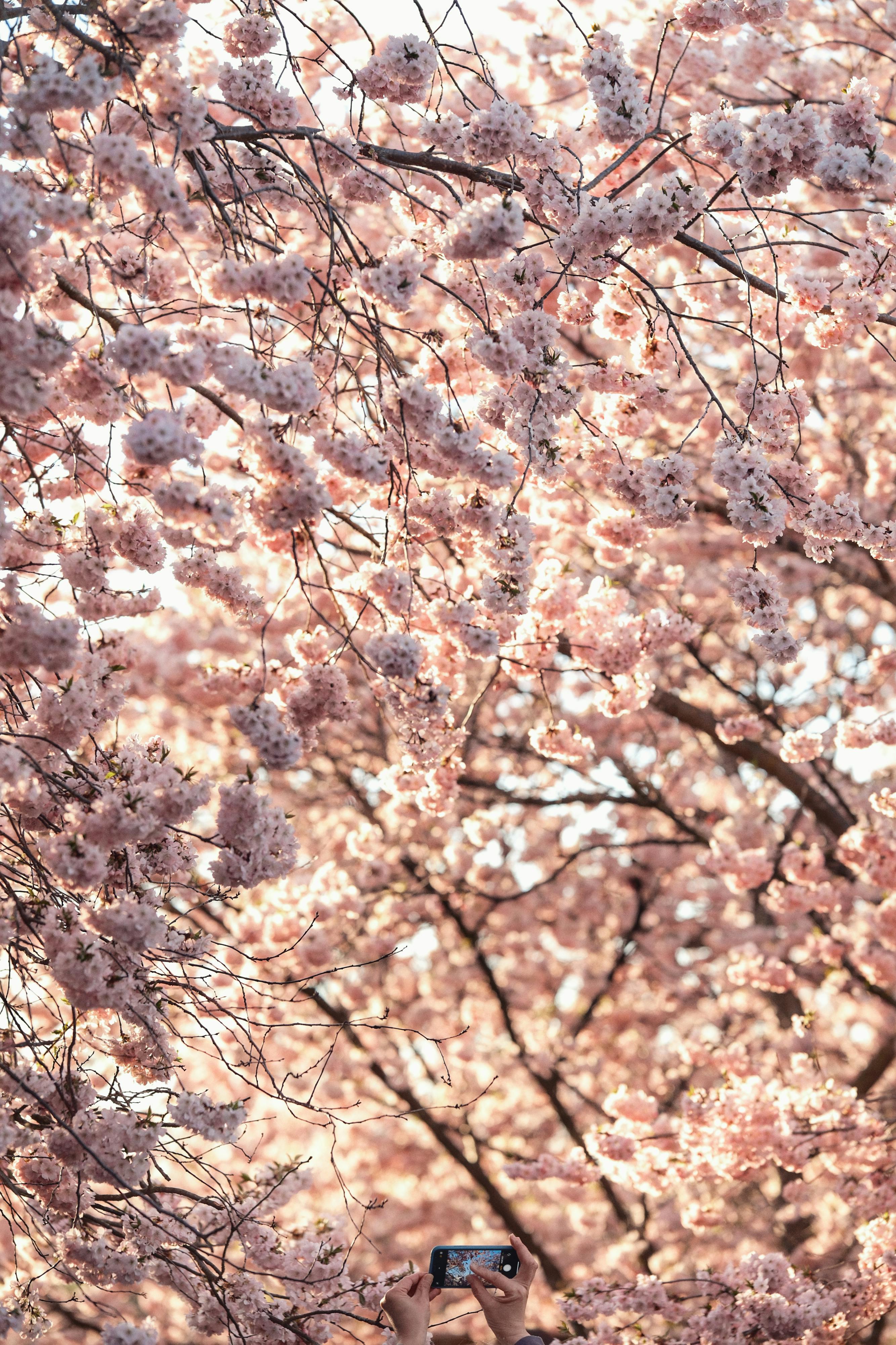 Stunning cherry blossoms captured during springtime, showcasing nature's beauty.