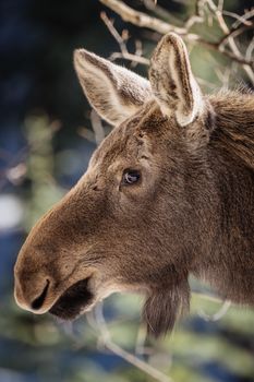 Detailed side profile of a moose captured in a natural outdoor setting.