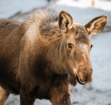 Detailed portrait of a moose in a snowy outdoor environment.