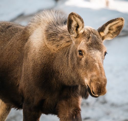 Free Detailed portrait of a moose in a snowy outdoor environment. Stock Photo